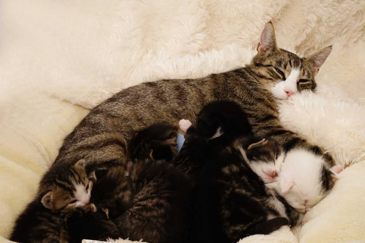 Observatie microscoop Deskundige Unicum: een nestje van 9 kittens