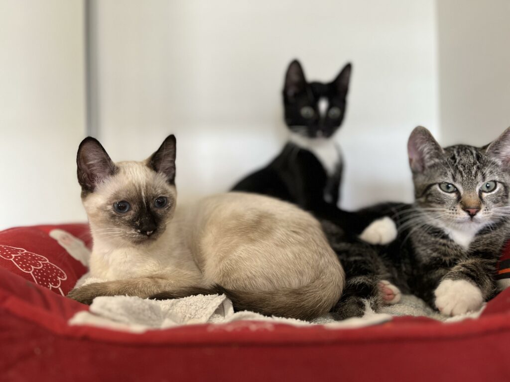 Yoko, Ringo en Lennon