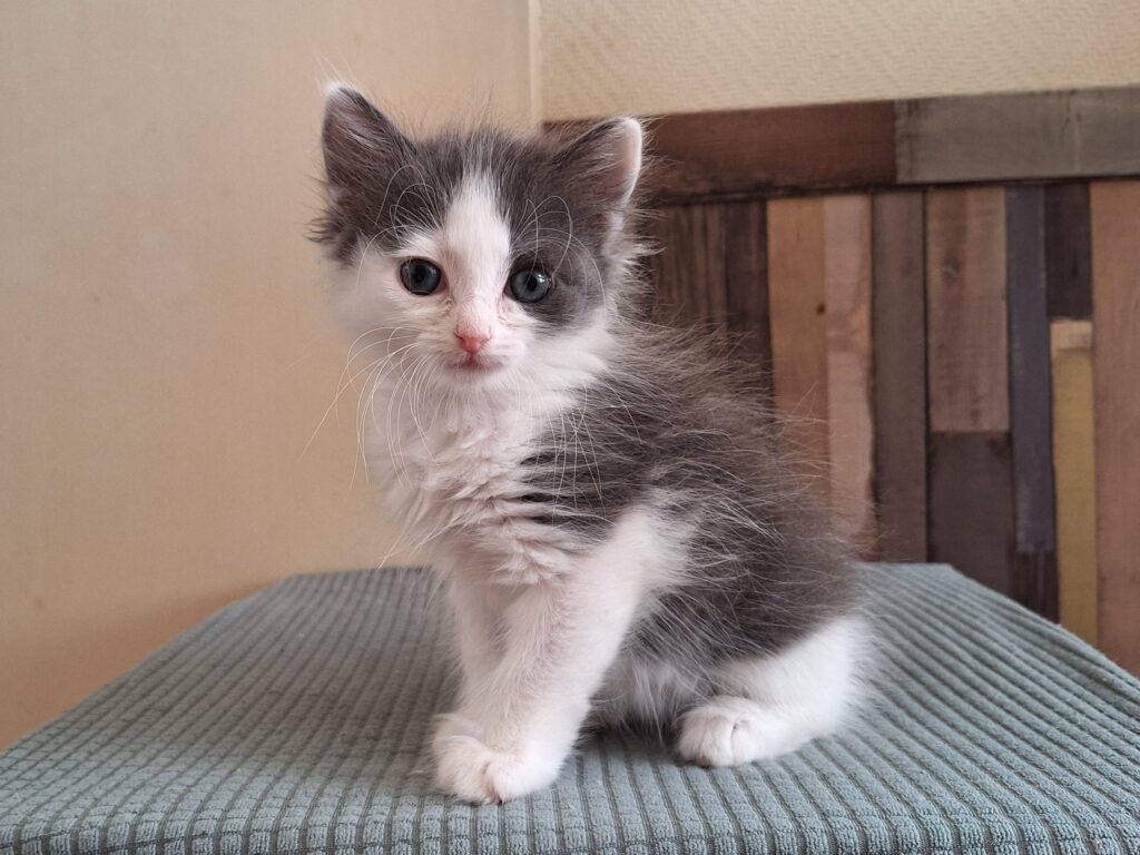 Choupette, Aimée, Sommesous, Patachou, Ninové en Fayette