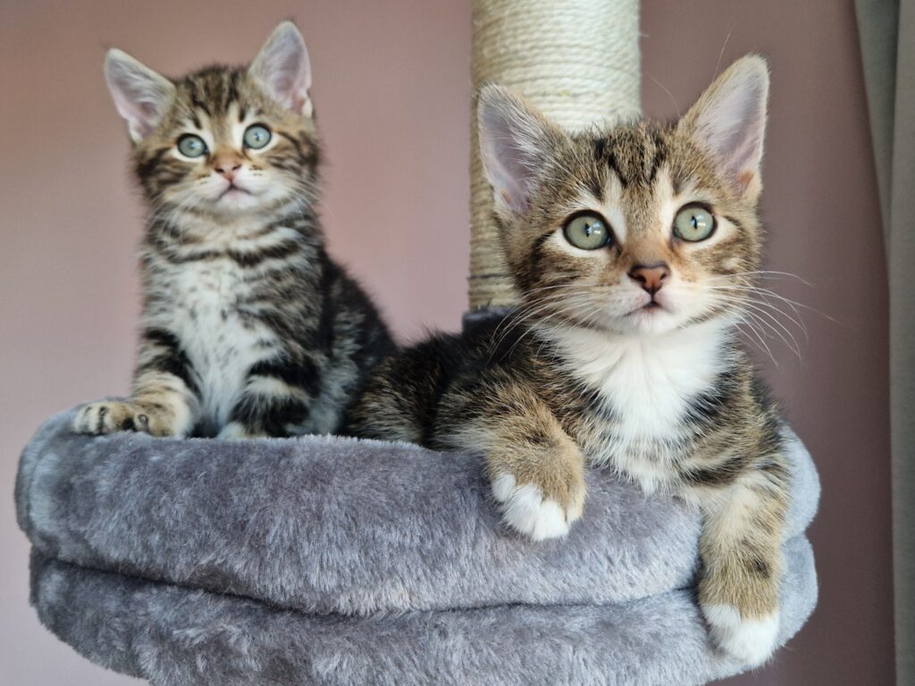 Nora, Fleur, Olaf en Leo