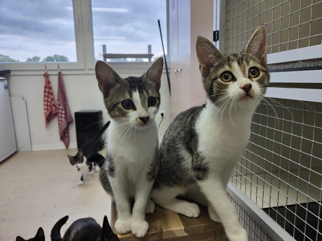 Luca en Kali