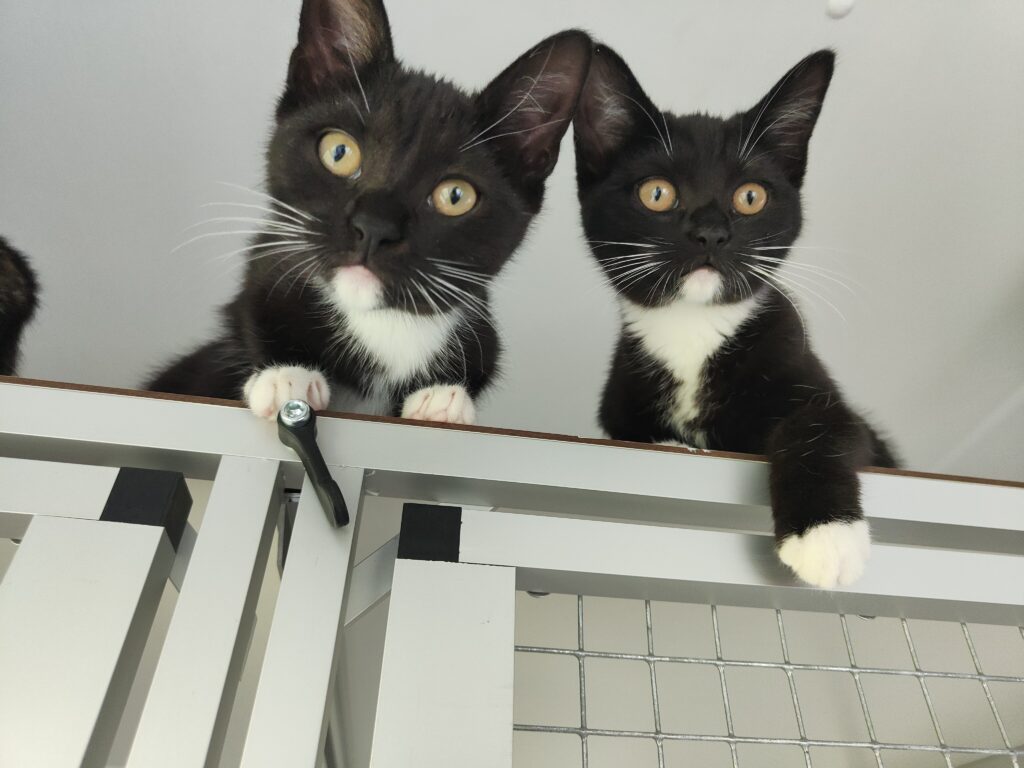 Esme en Pien