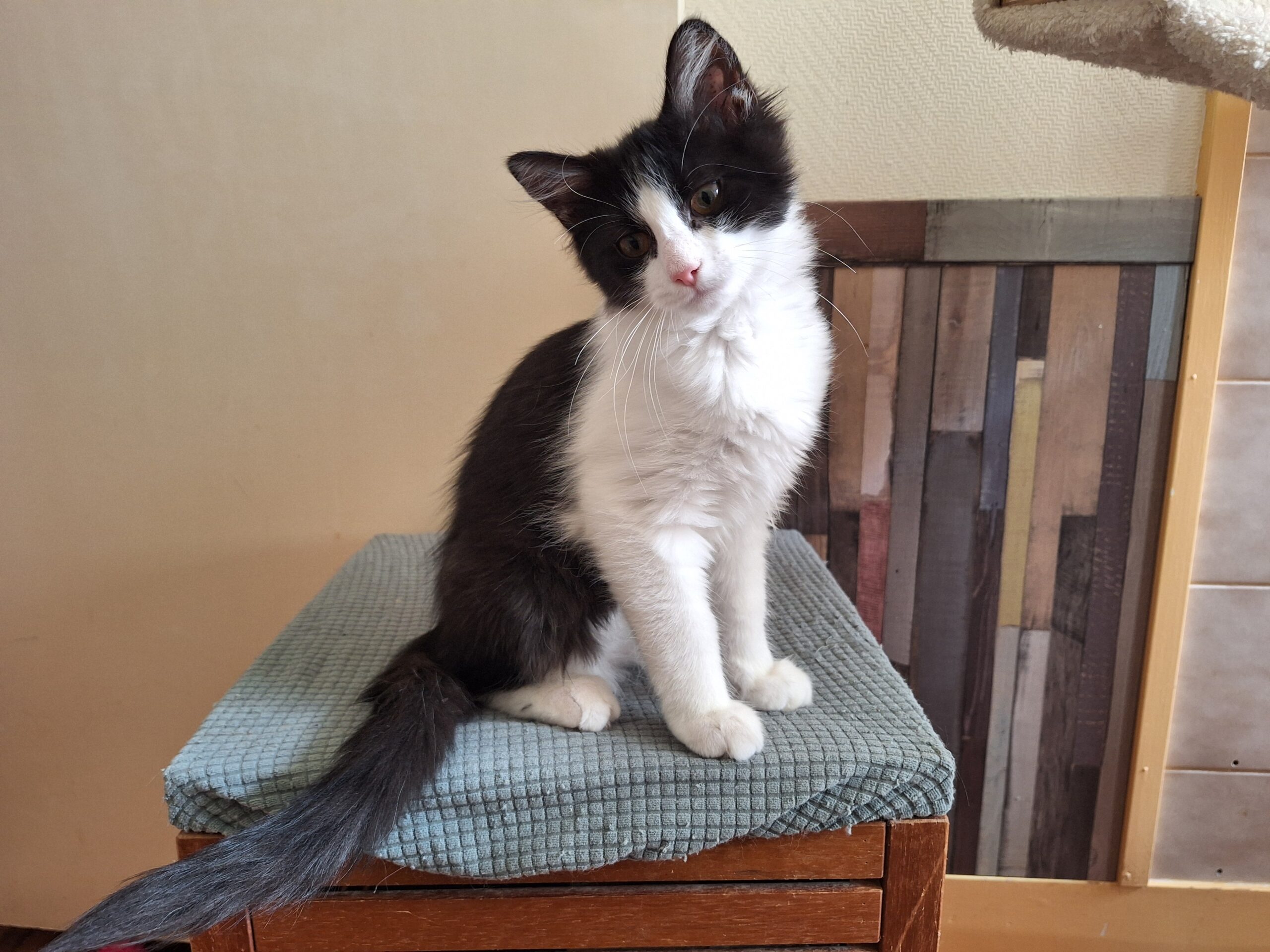 Choupette, Aimée, Sommesous, Patachou, Ninové en Fayette (1)