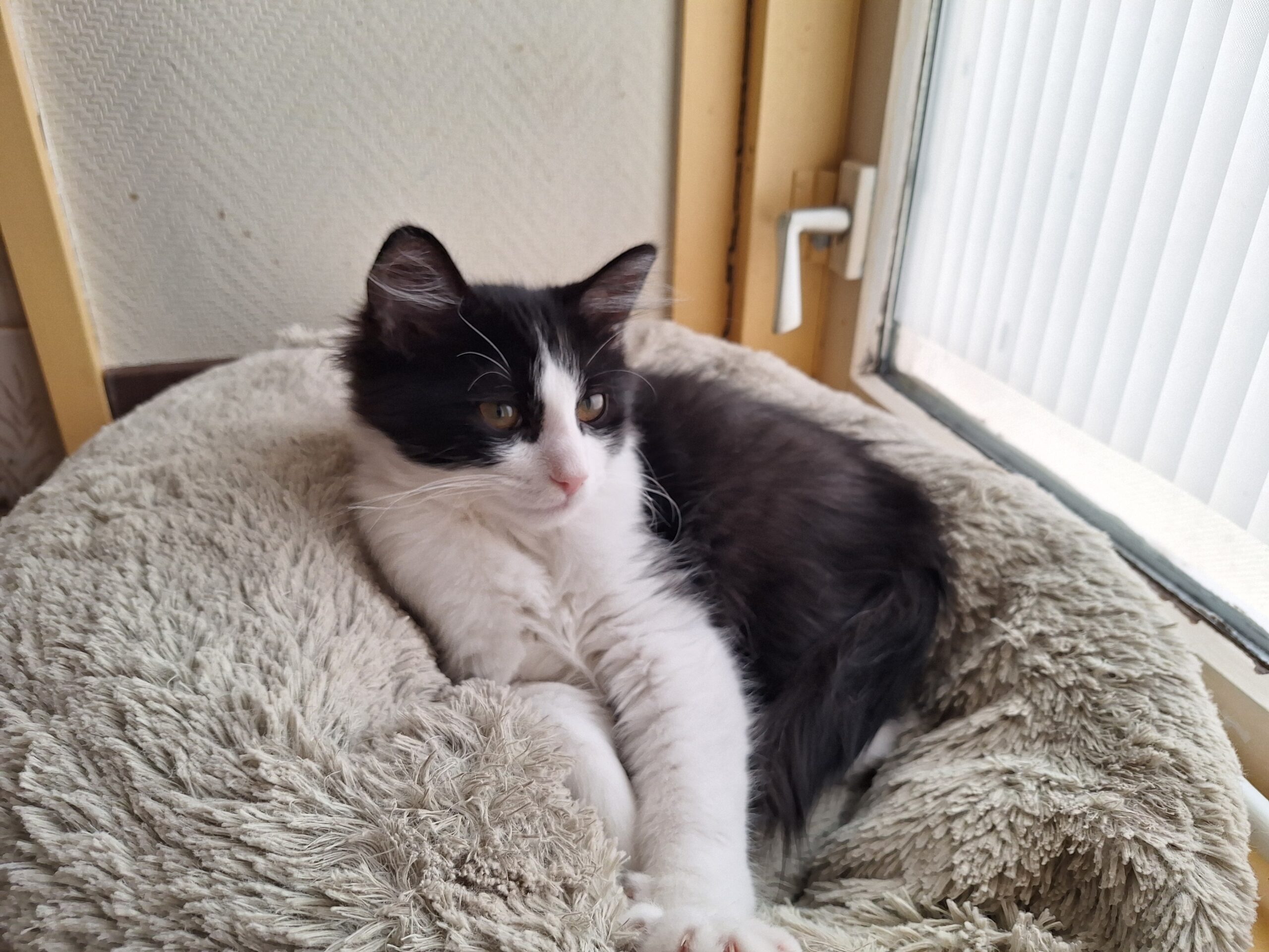 Choupette, Aimée, Sommesous, Patachou, Ninové en Fayette (11)