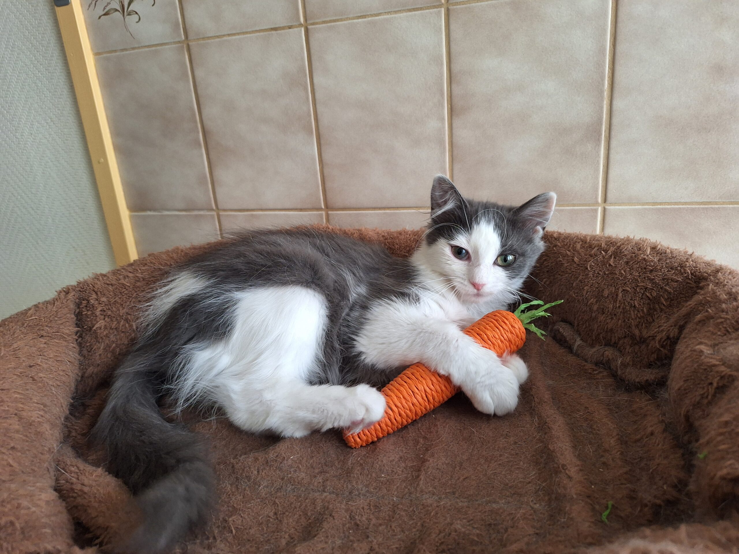 Choupette, Aimée, Sommesous, Patachou, Ninové en Fayette (12)