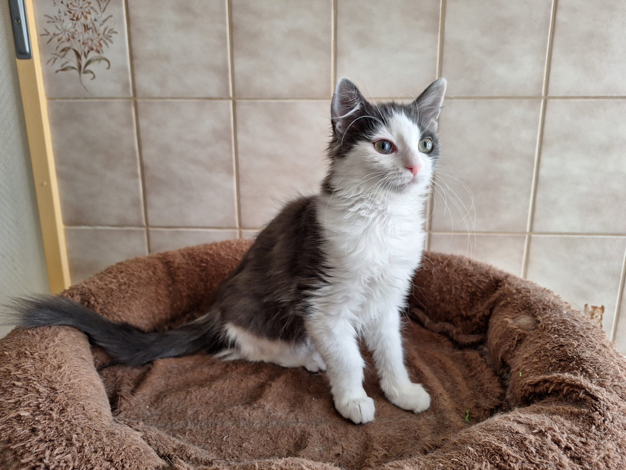 Choupette, Aimée, Sommesous, Patachou, Ninové en Fayette (13)