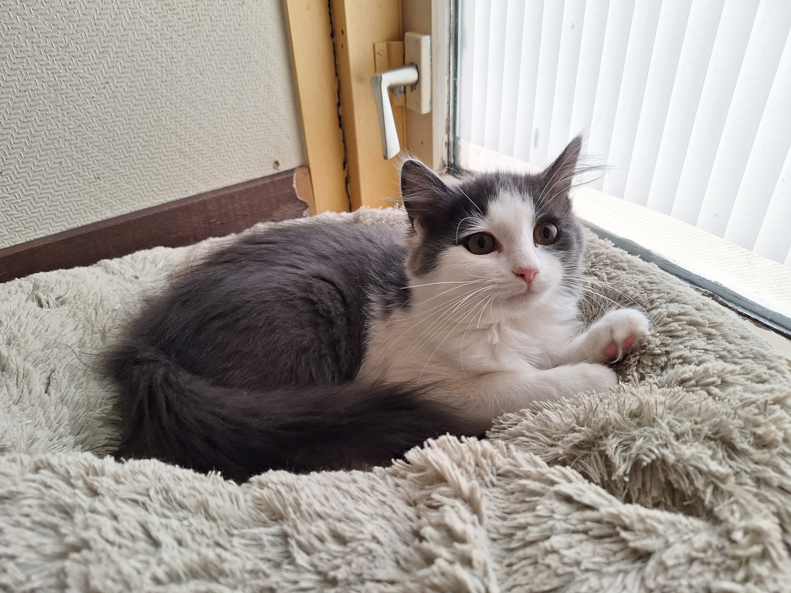 Choupette, Aimée, Sommesous, Patachou, Ninové en Fayette (15)