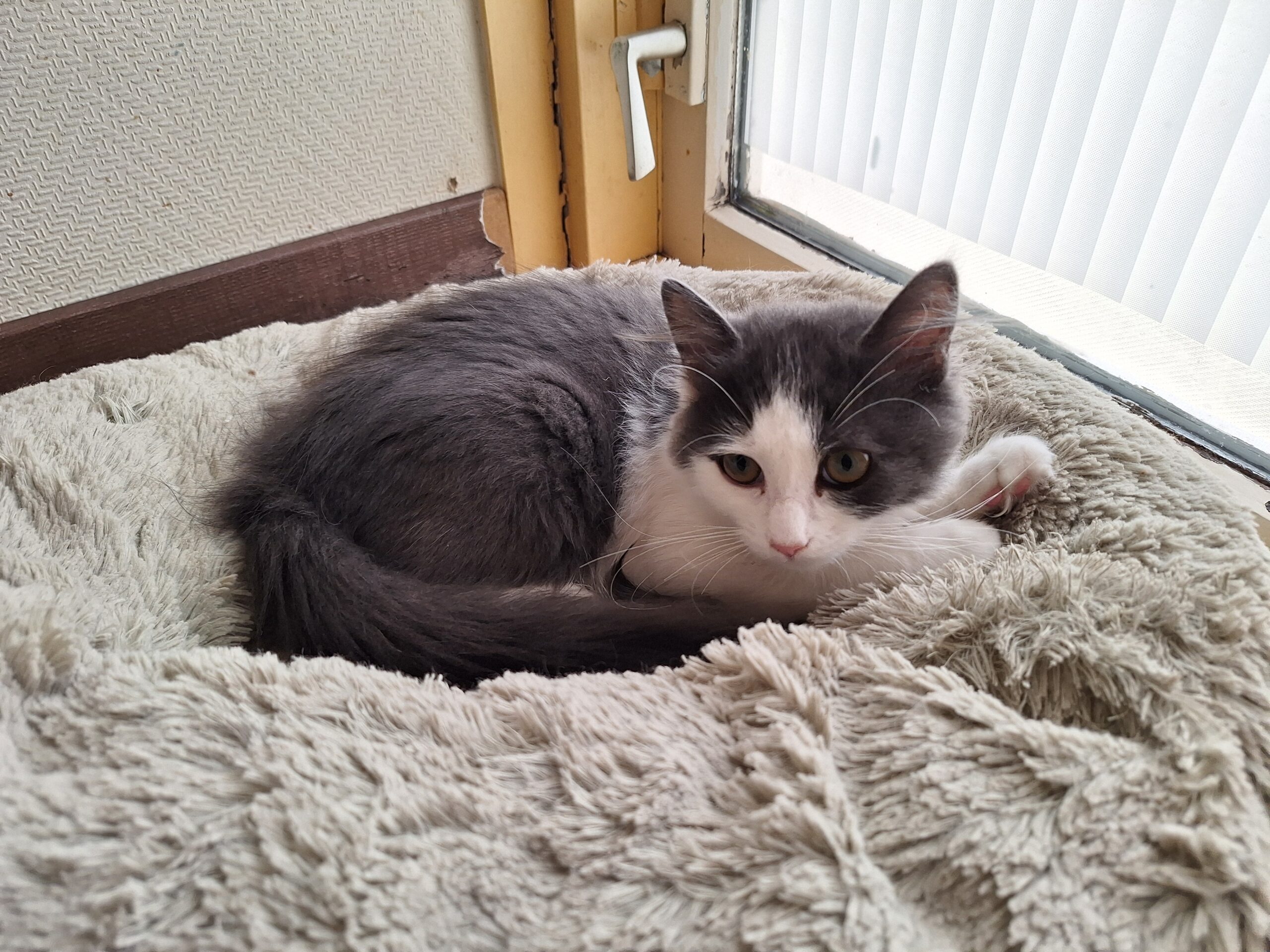 Choupette, Aimée, Sommesous, Patachou, Ninové en Fayette (16)