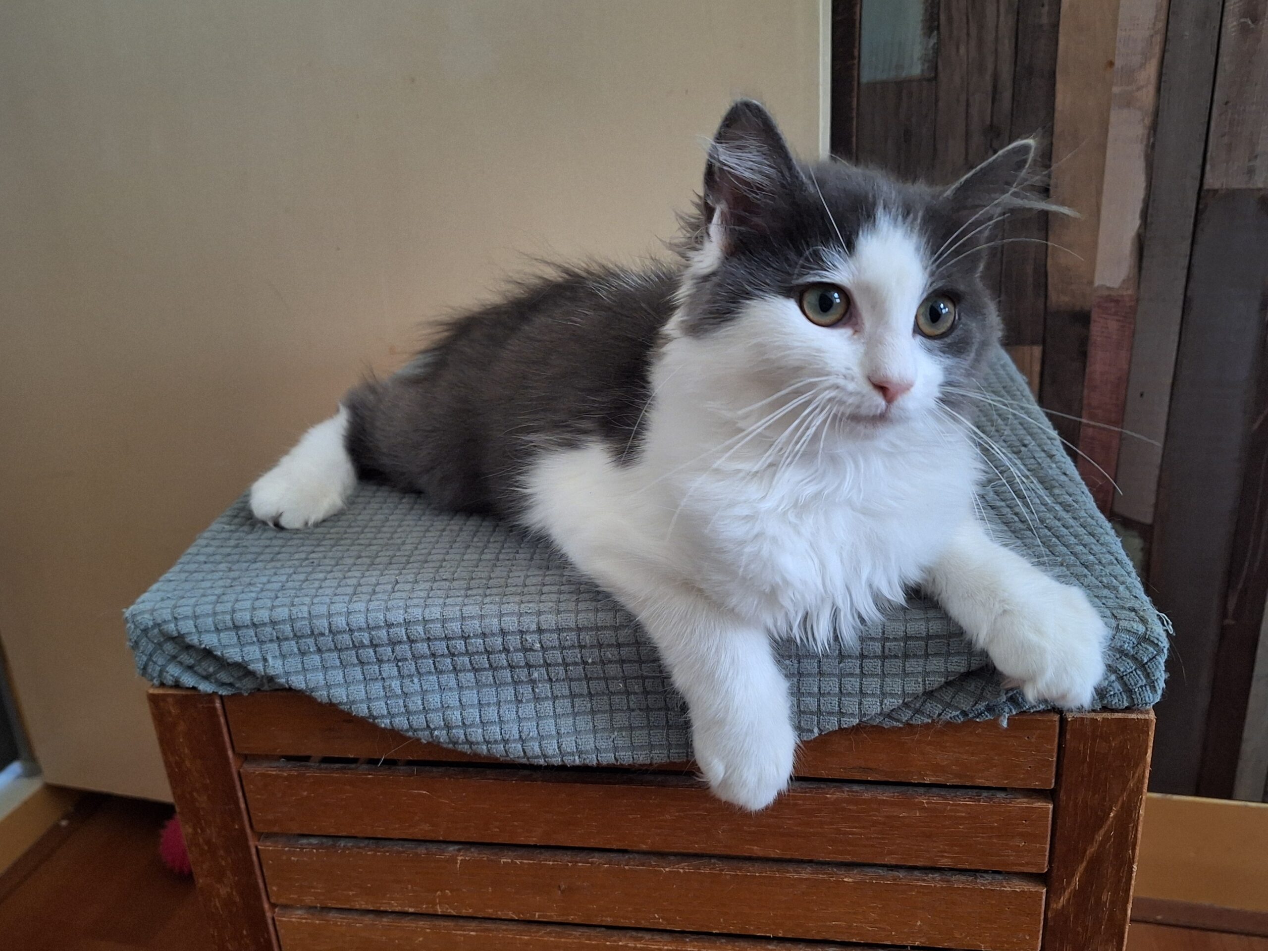 Choupette, Aimée, Sommesous, Patachou, Ninové en Fayette (17)