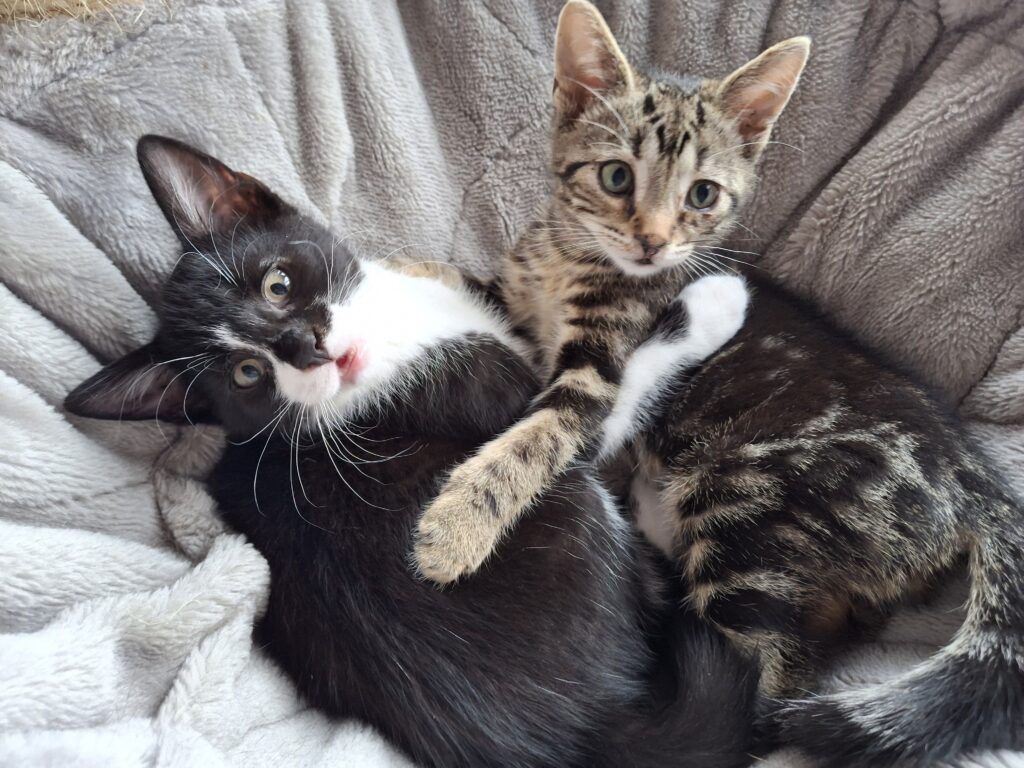 Dora, Binkie, Luna en Diego