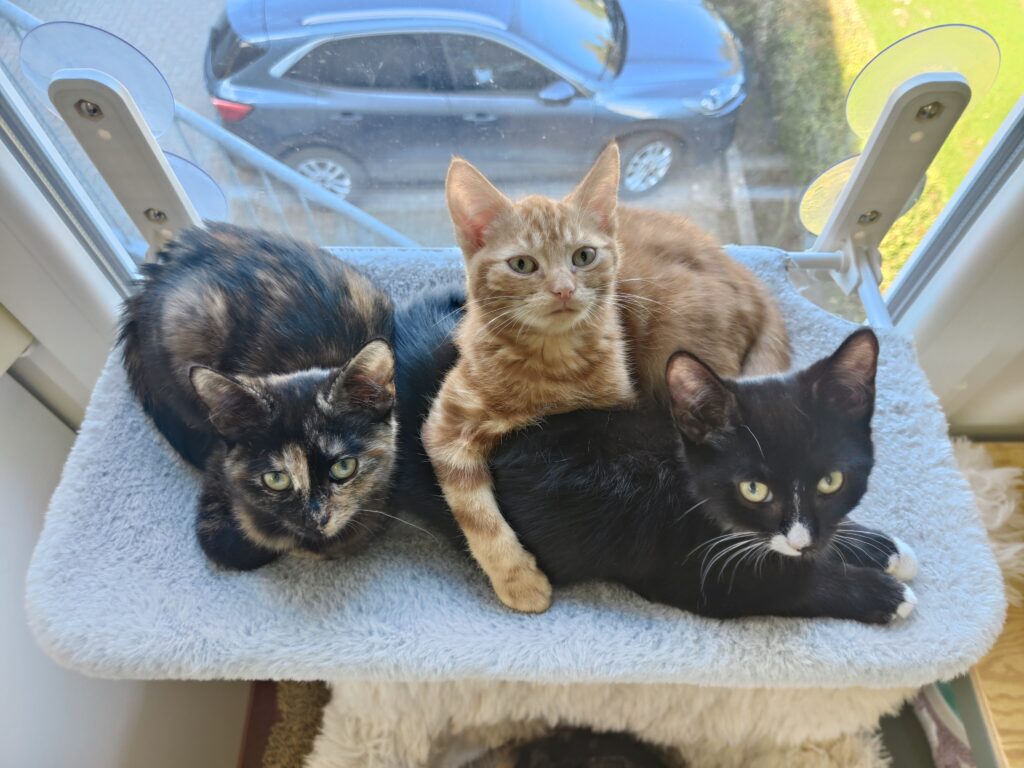 Ollie, Ariel en Catman