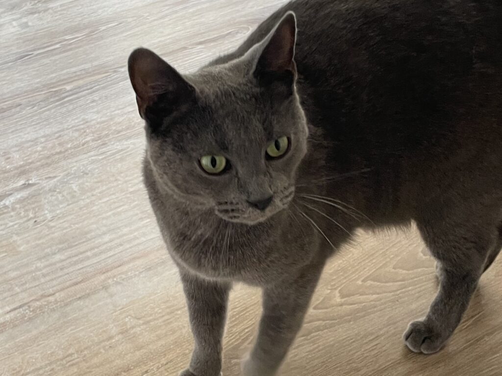 Dushi, Sushi en Poessie