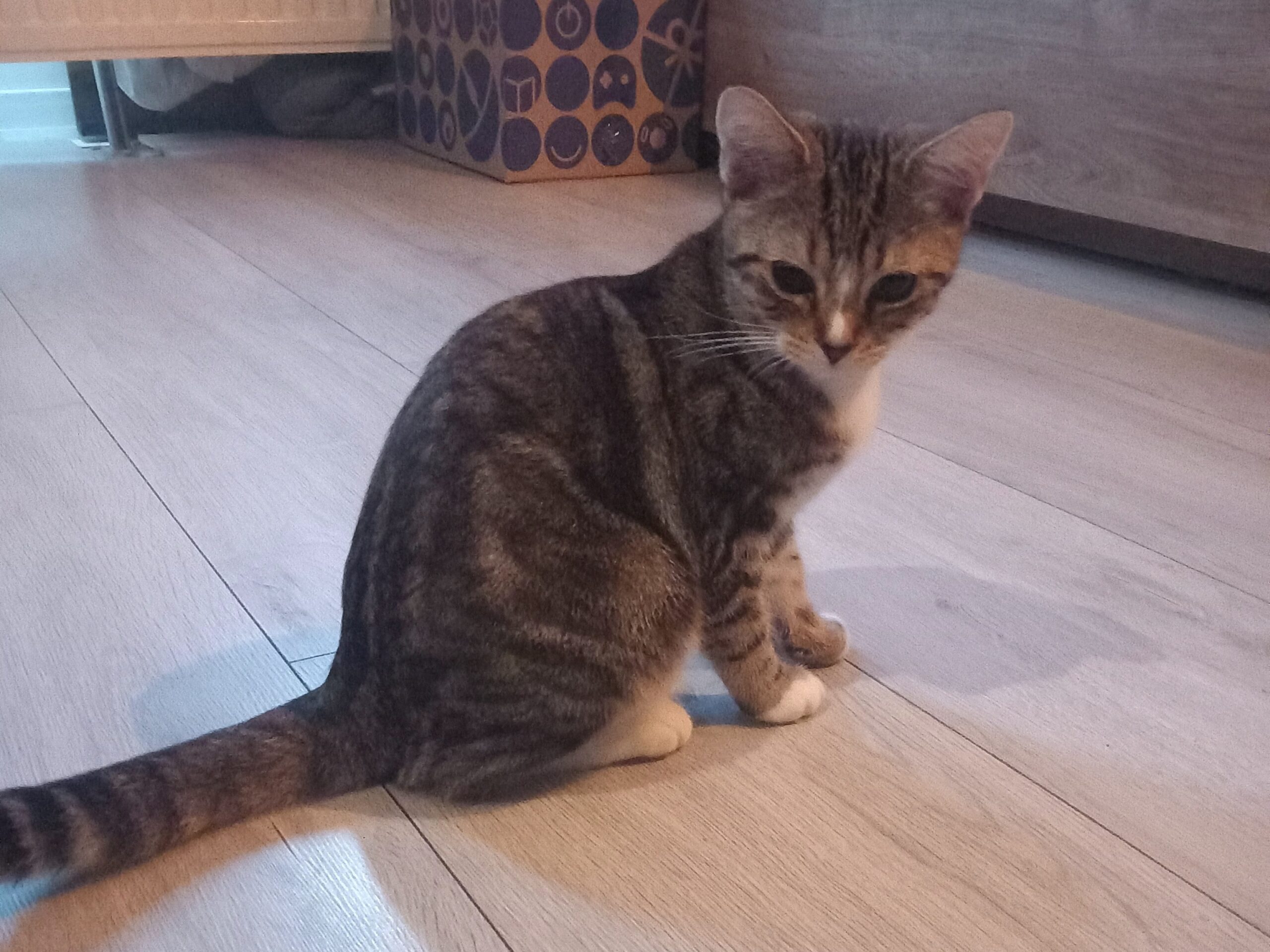 Lola Angel Mr Grey Mr Black (1)