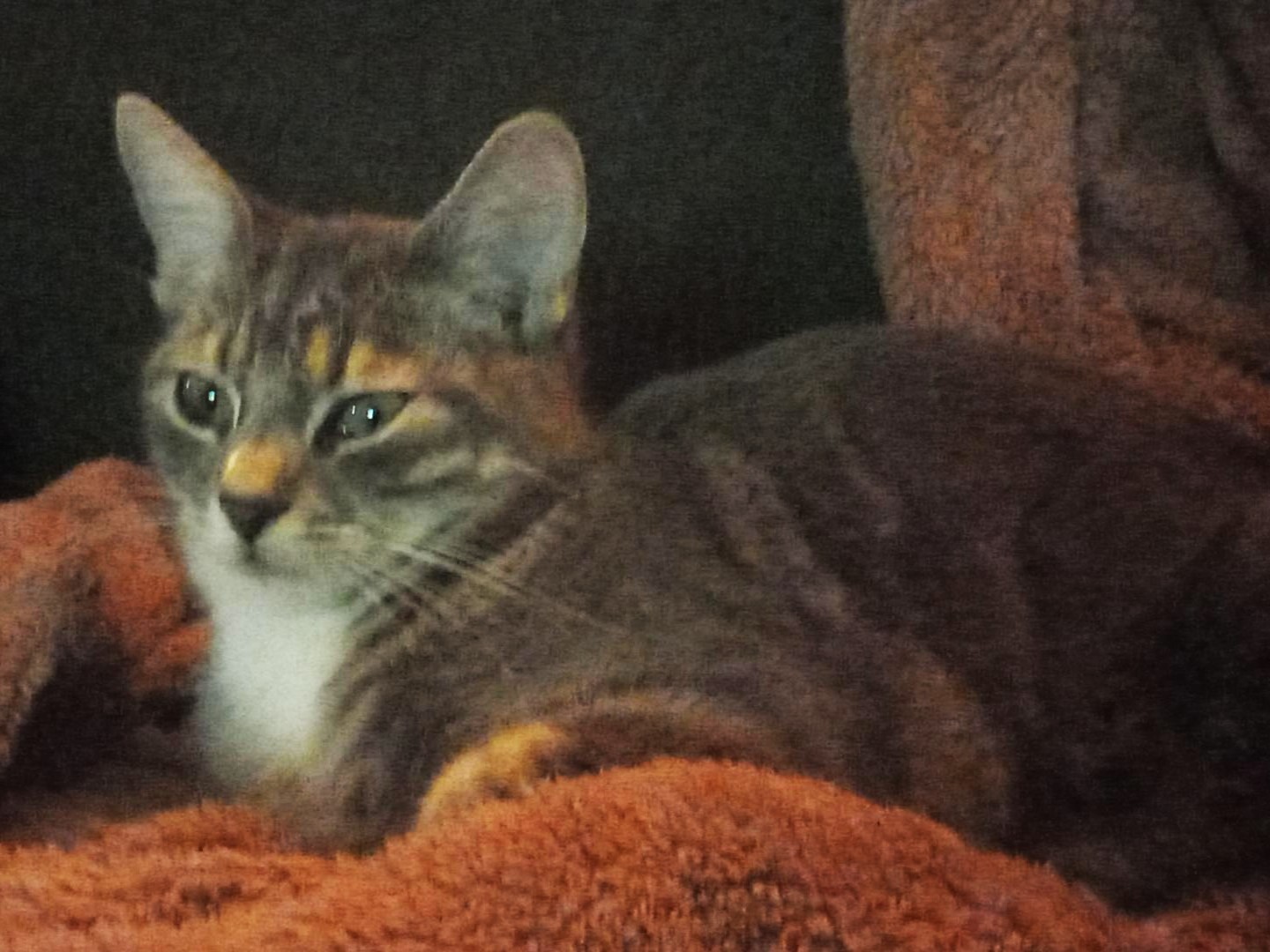 Lola Angel Mr Grey Mr Black (1)