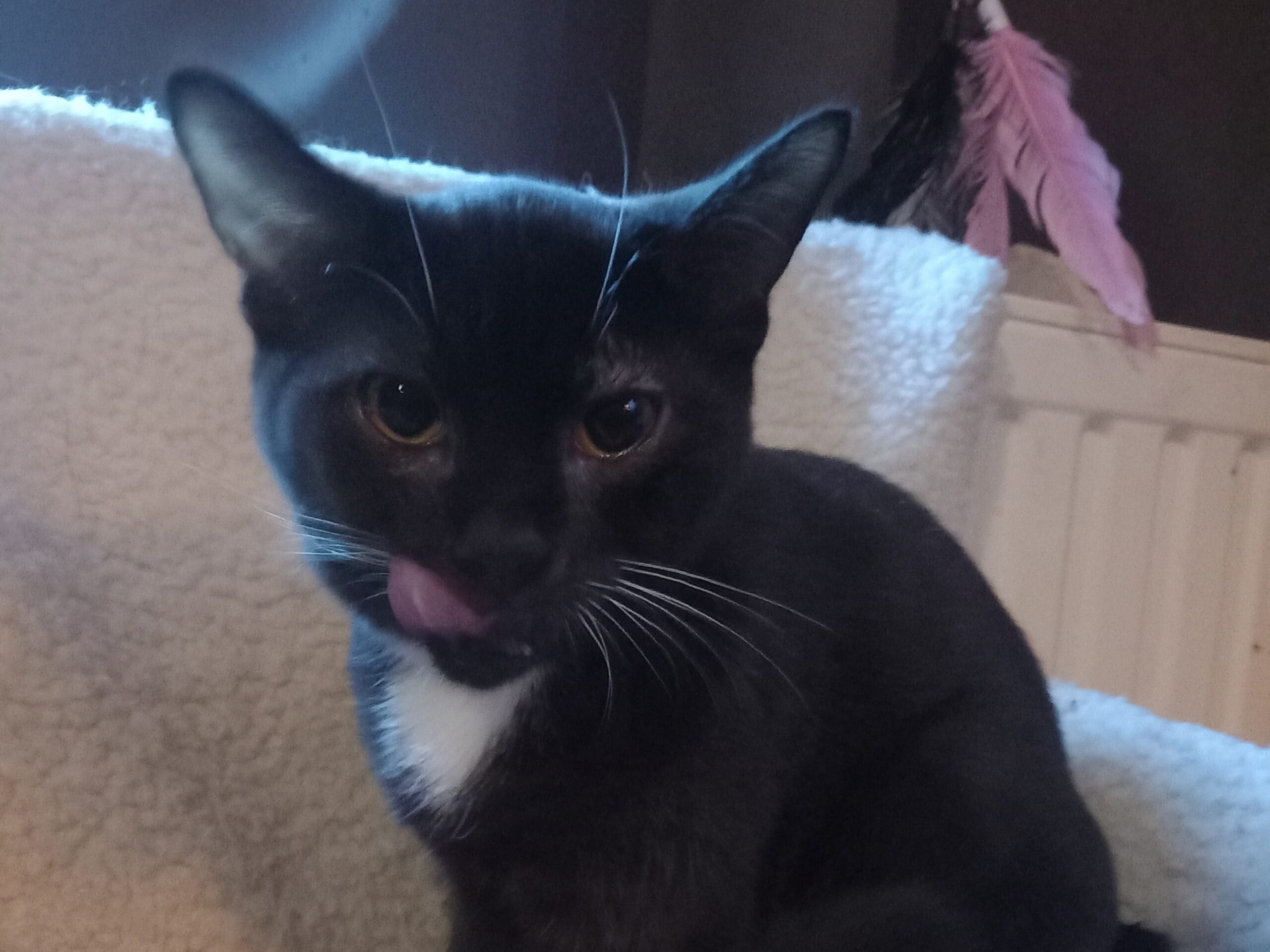 Lola Angel Mr Grey Mr Black (2)