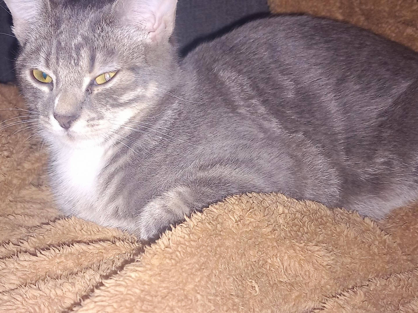 Lola Angel Mr Grey Mr Black (2)