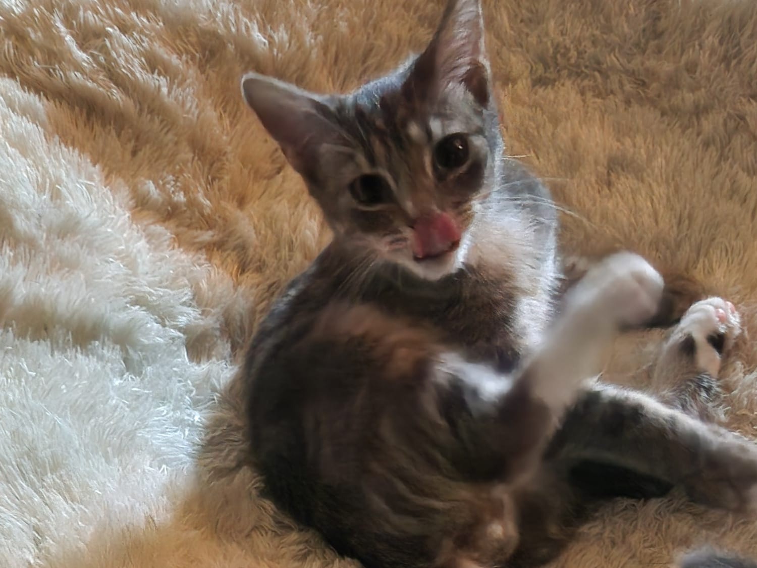 Lola Angel Mr Grey Mr Black (3)