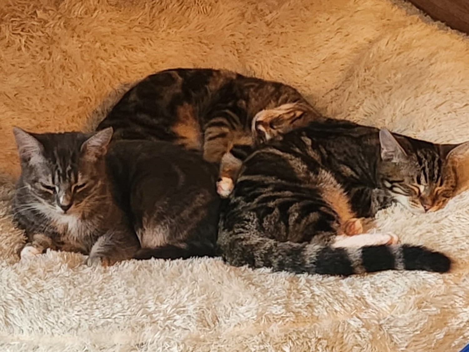 Lola Angel Mr Grey Mr Black (4)