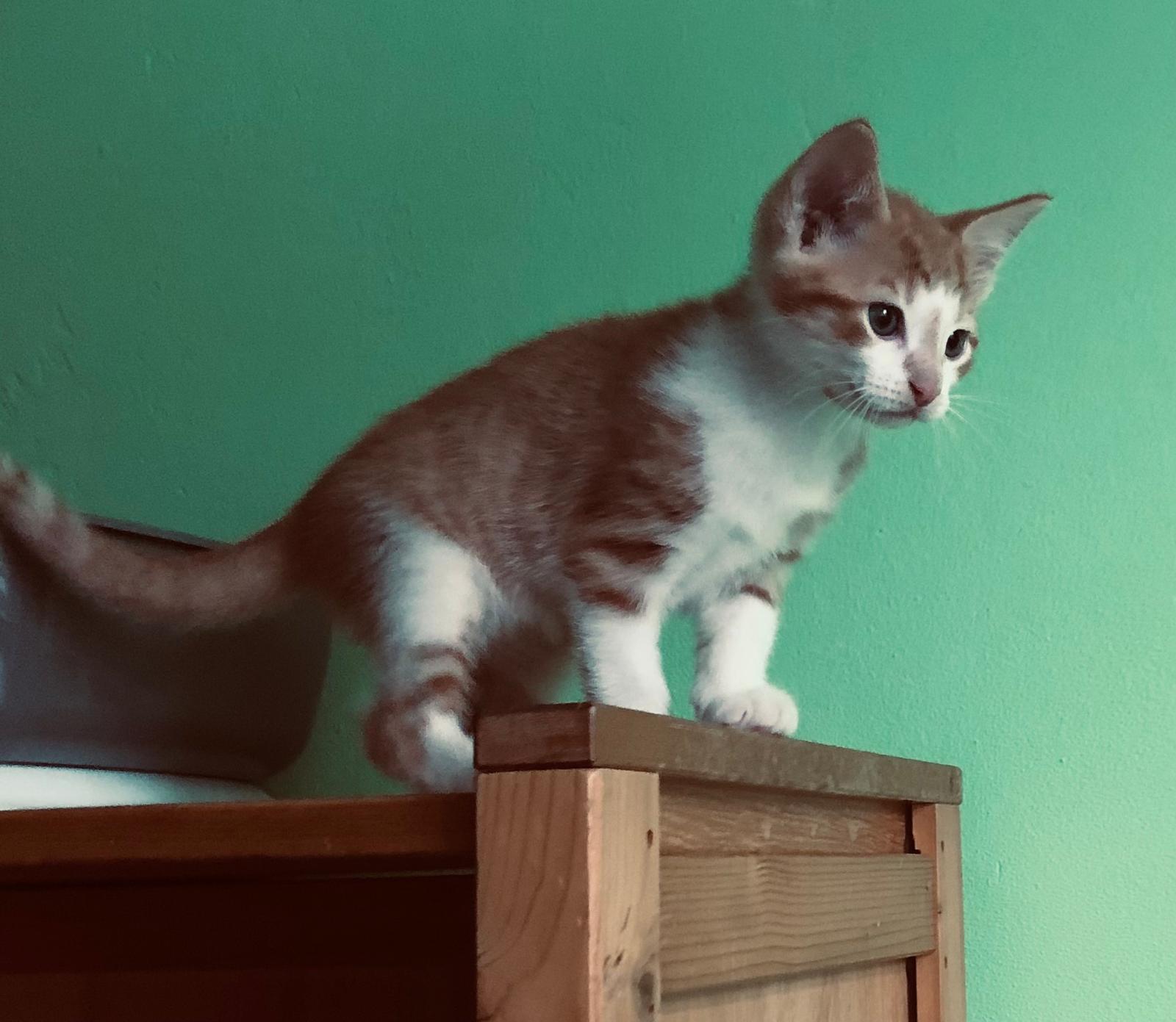 Beatriz Bonnie Jona Robbie Ronnie Arthur Niek (4)