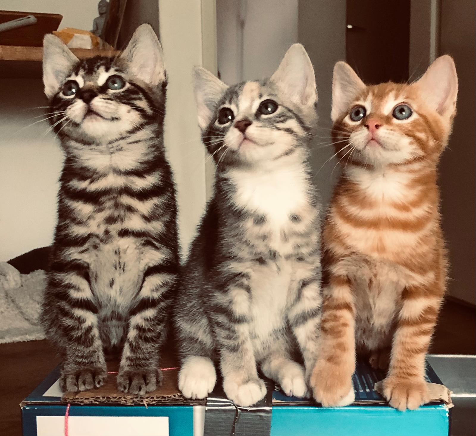 Beatriz Bonnie Jona Robbie Ronnie Arthur Niek (6)