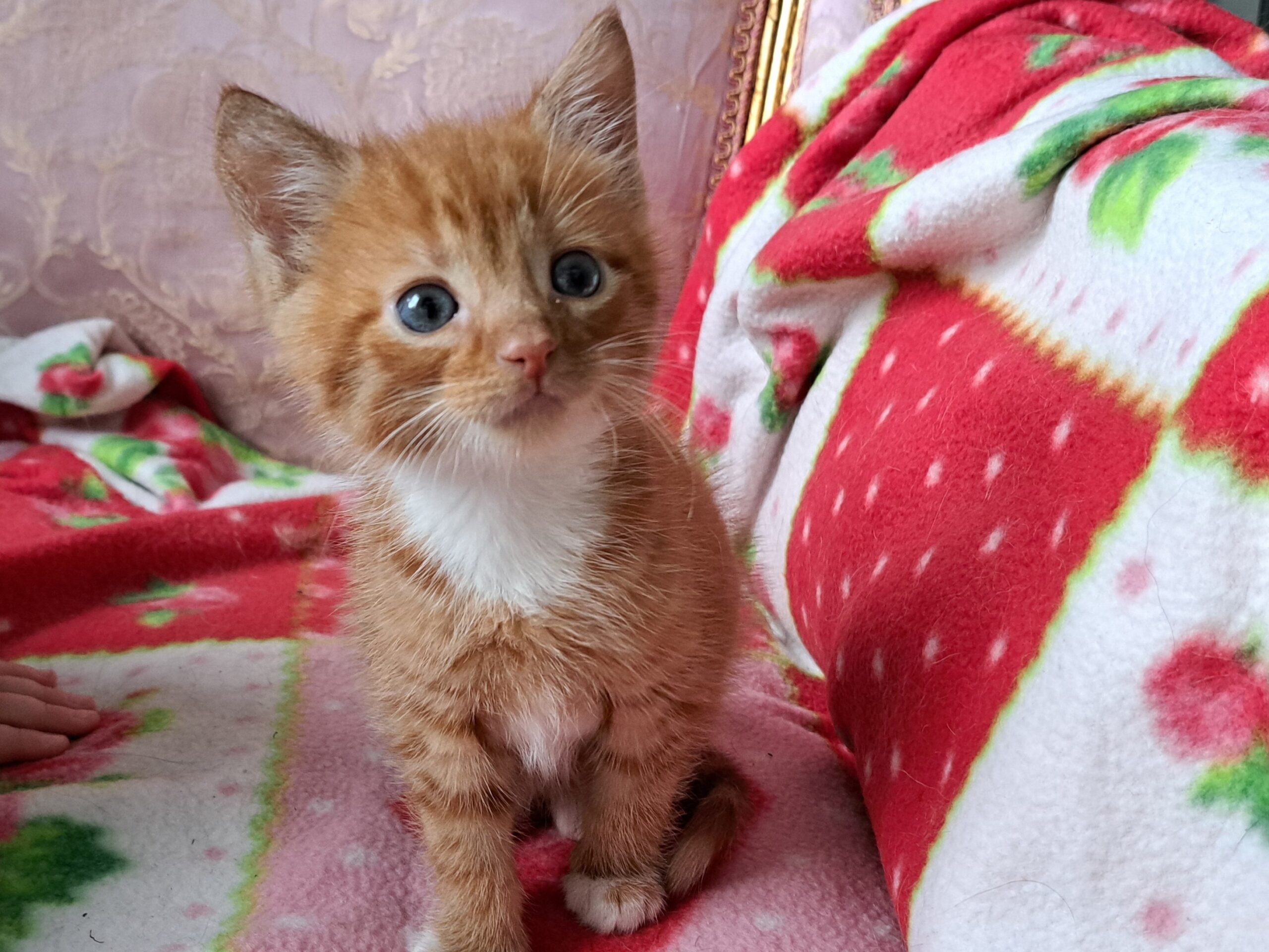 Chad Scott Mouchette Myra Ginny (1)