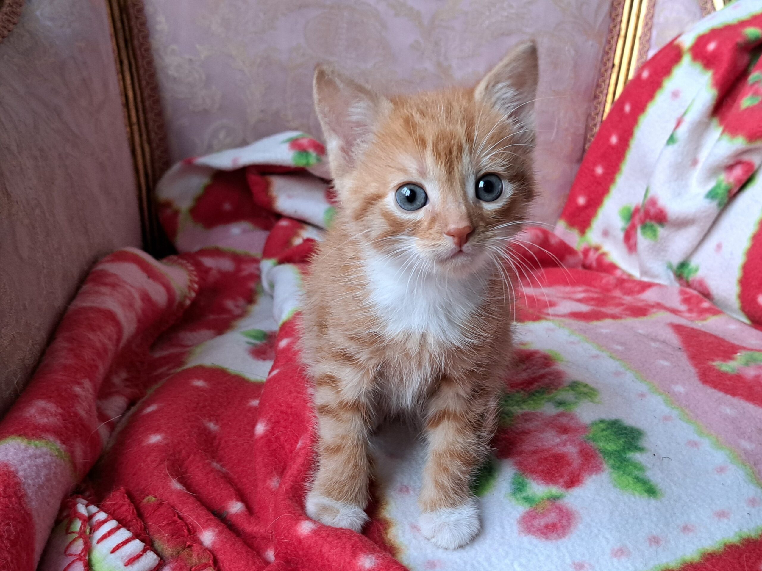 Chad Scott Mouchette Myra Ginny (2)