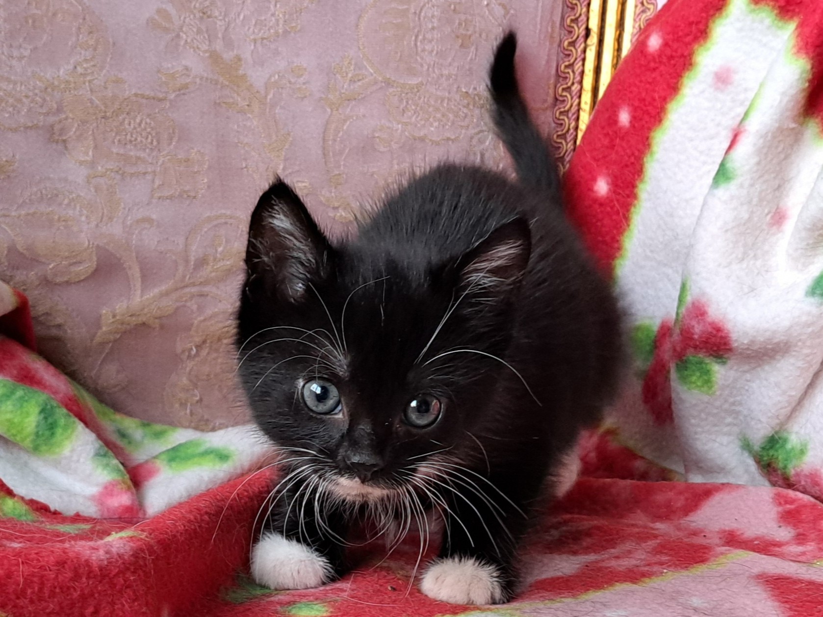 Chad Scott Mouchette Myra Ginny (3)