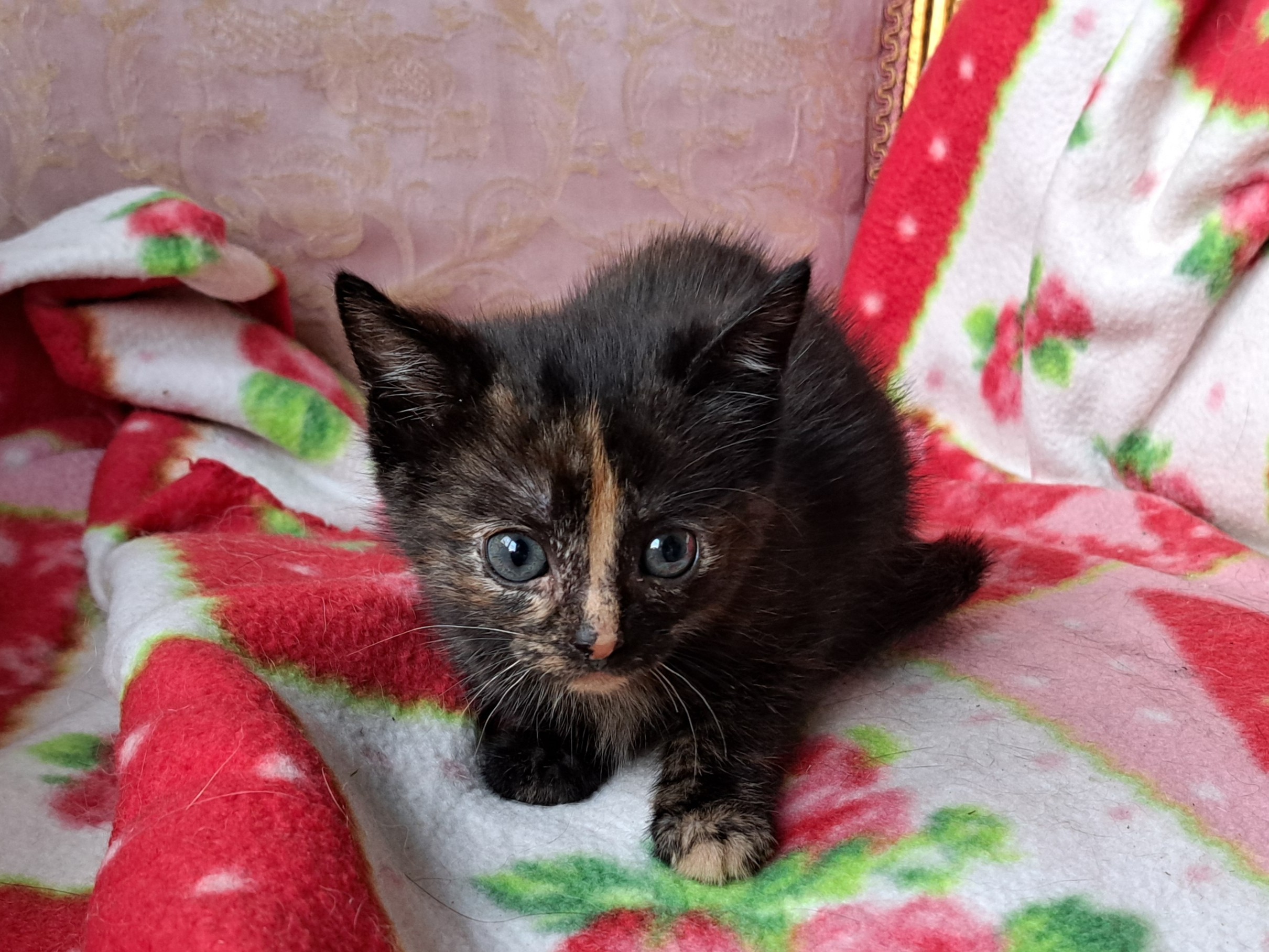 Chad Scott Mouchette Myra Ginny (4)