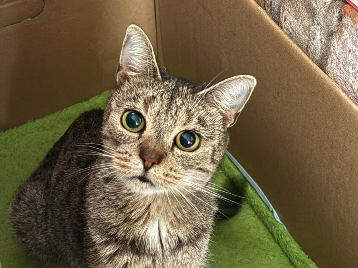 Chica Tira Misu Brule (1)