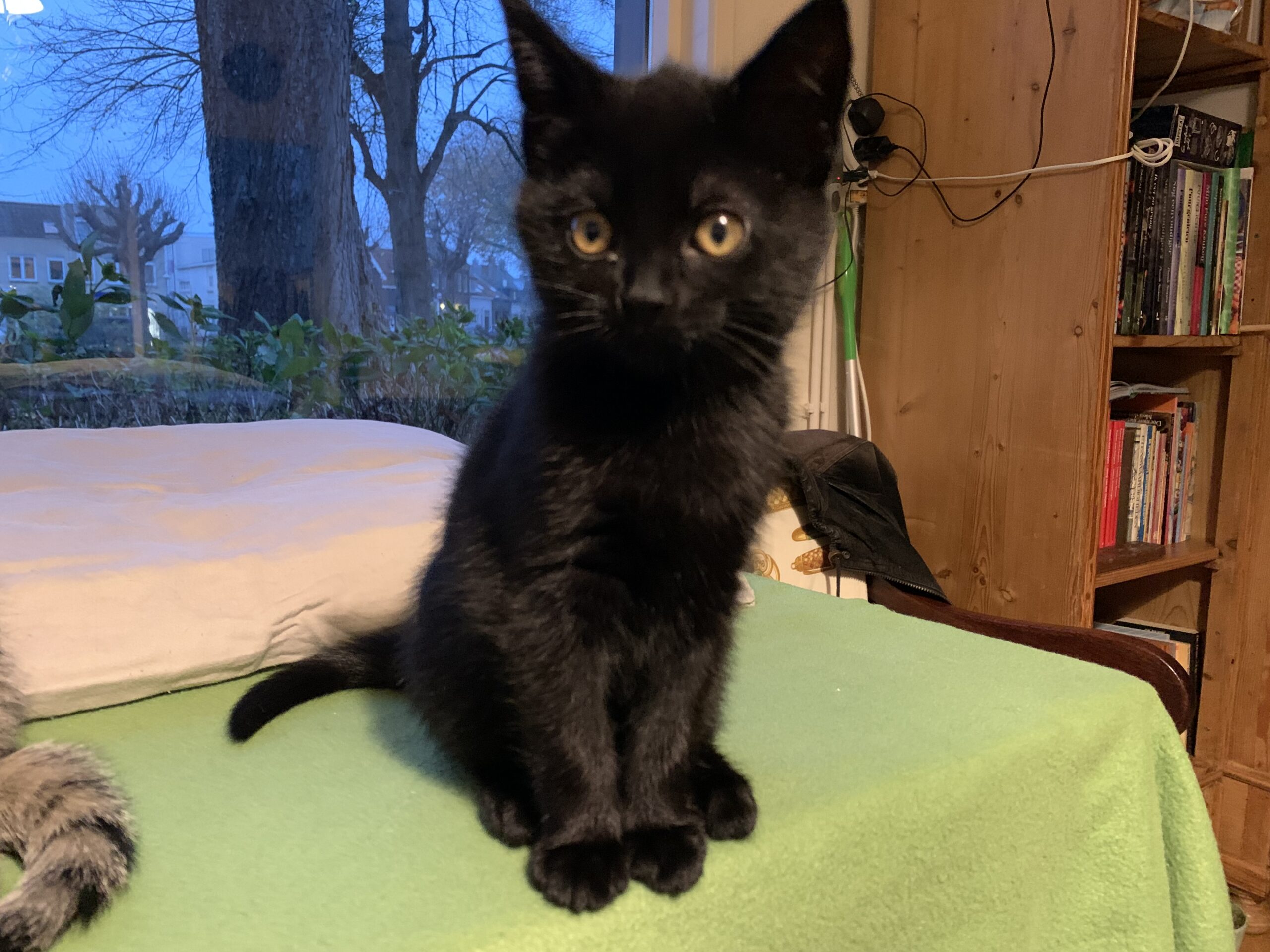 Chica Tira Misu Brule (10)