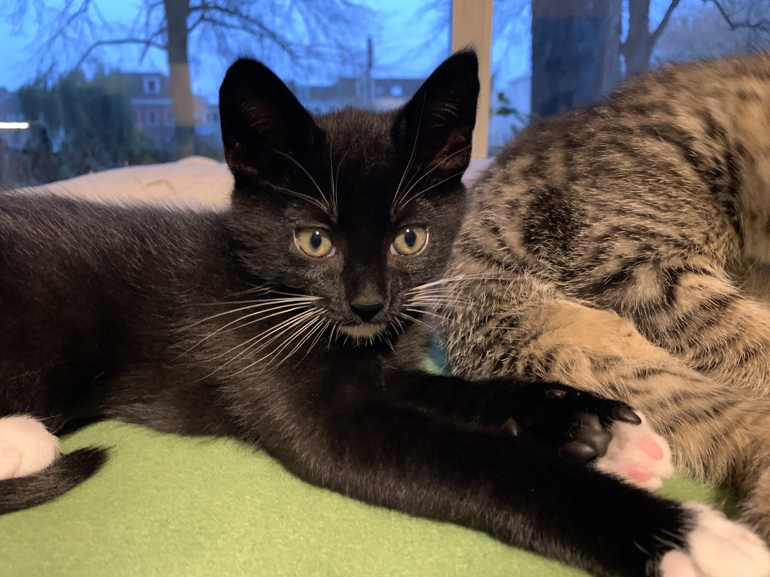 Chica Tira Misu Brule (11)