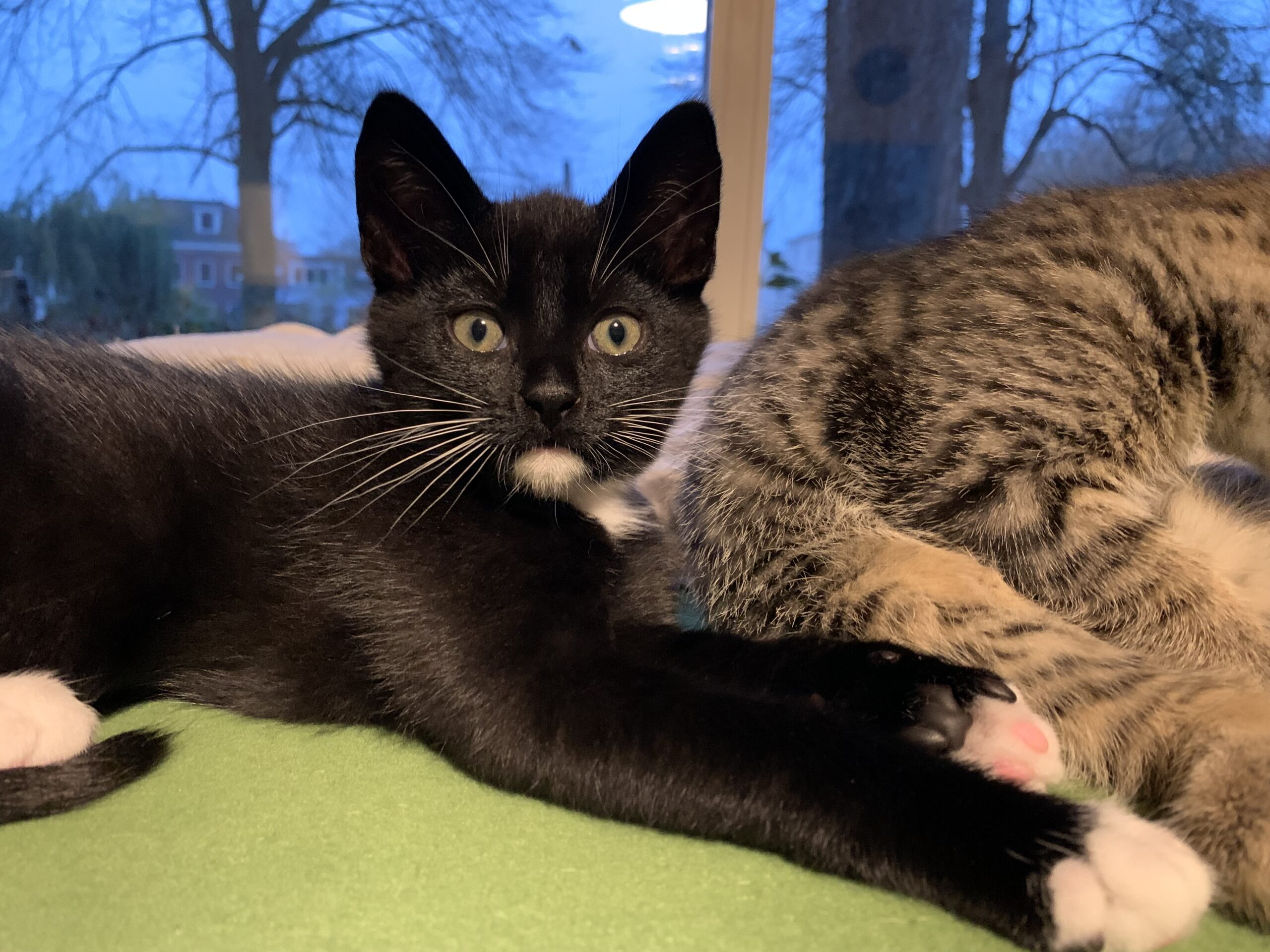 Chica Tira Misu Brule (12)