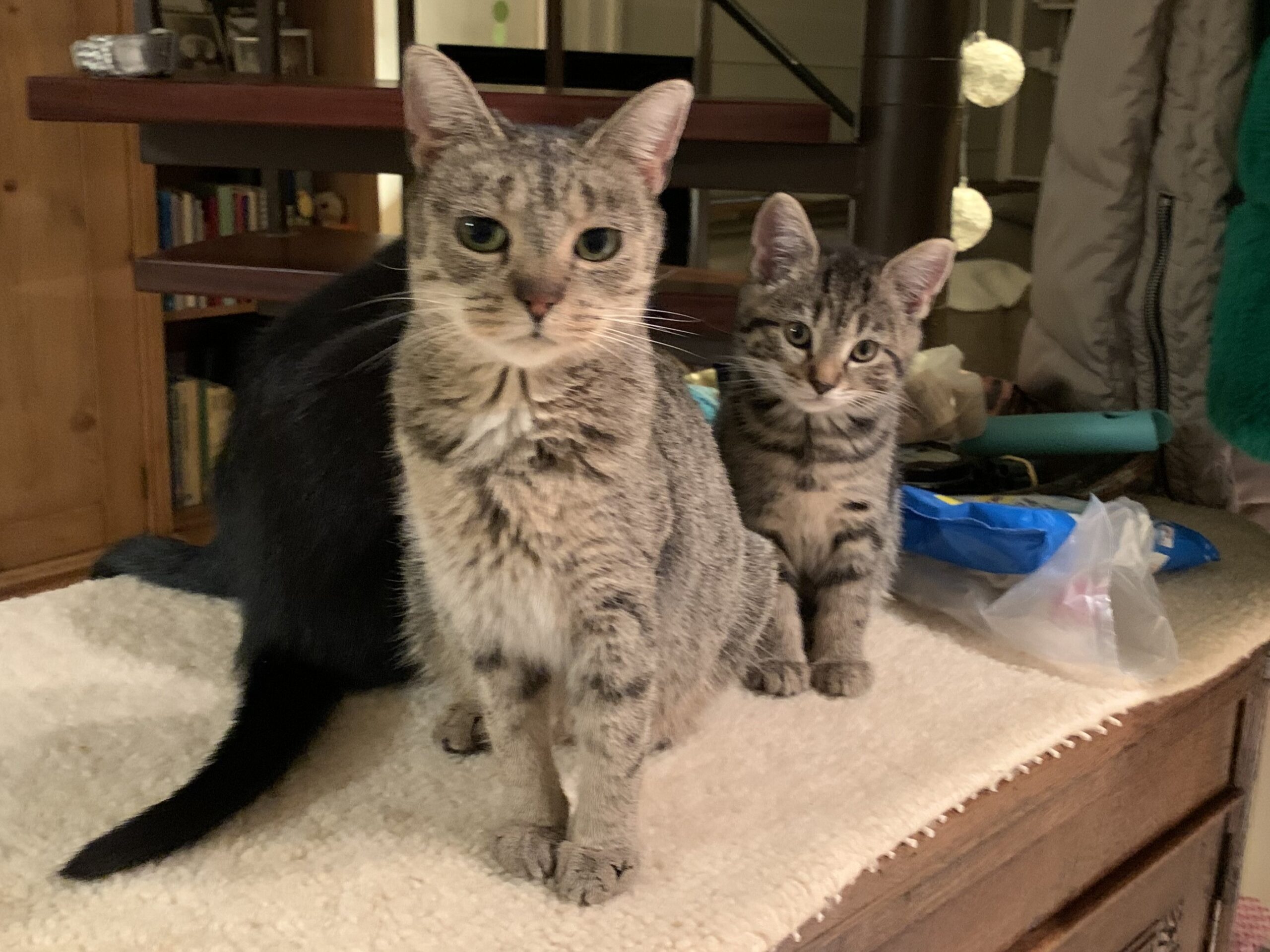 Chica Tira Misu Brule (13)