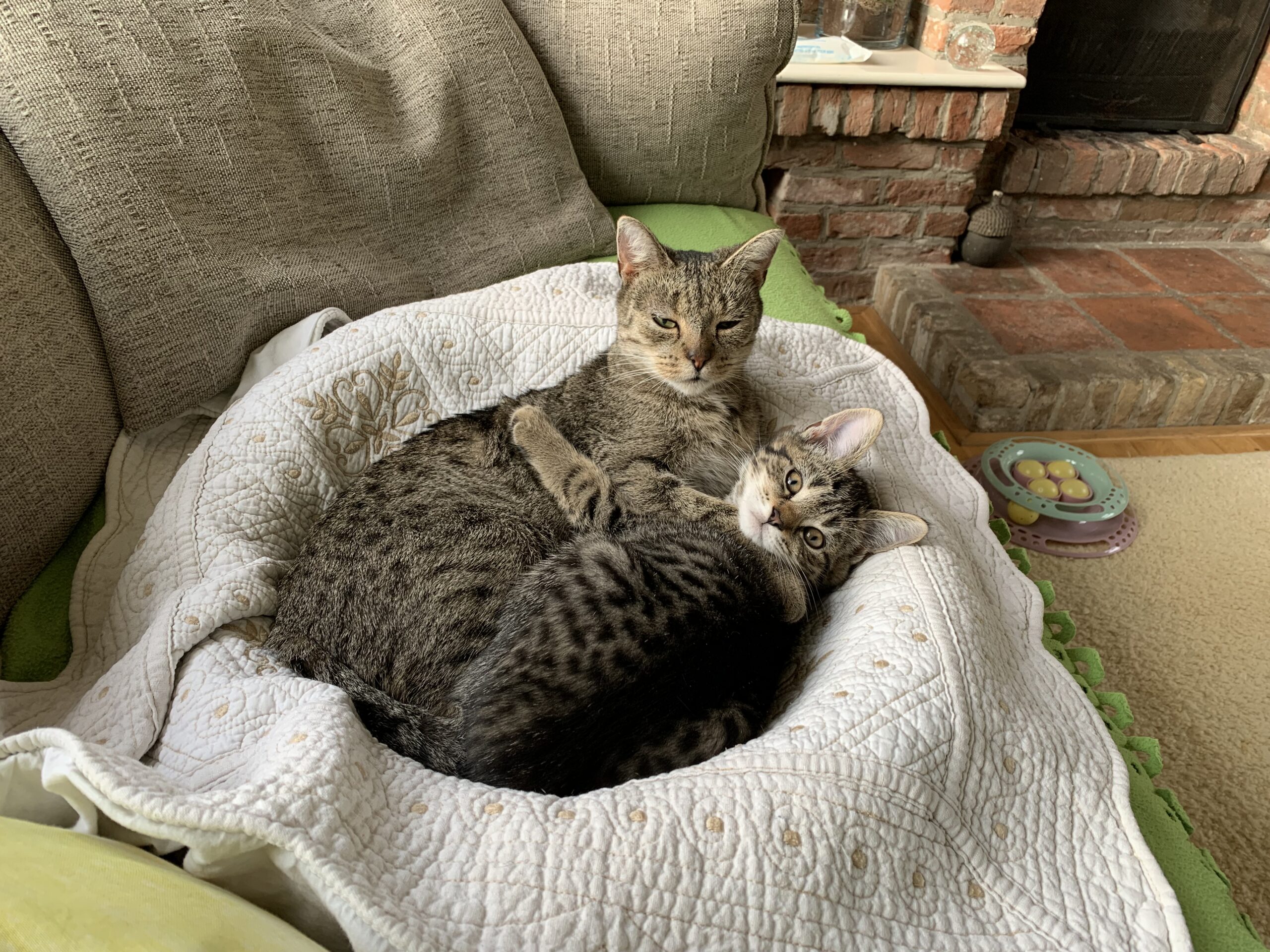 Chica Tira Misu Brule (14)