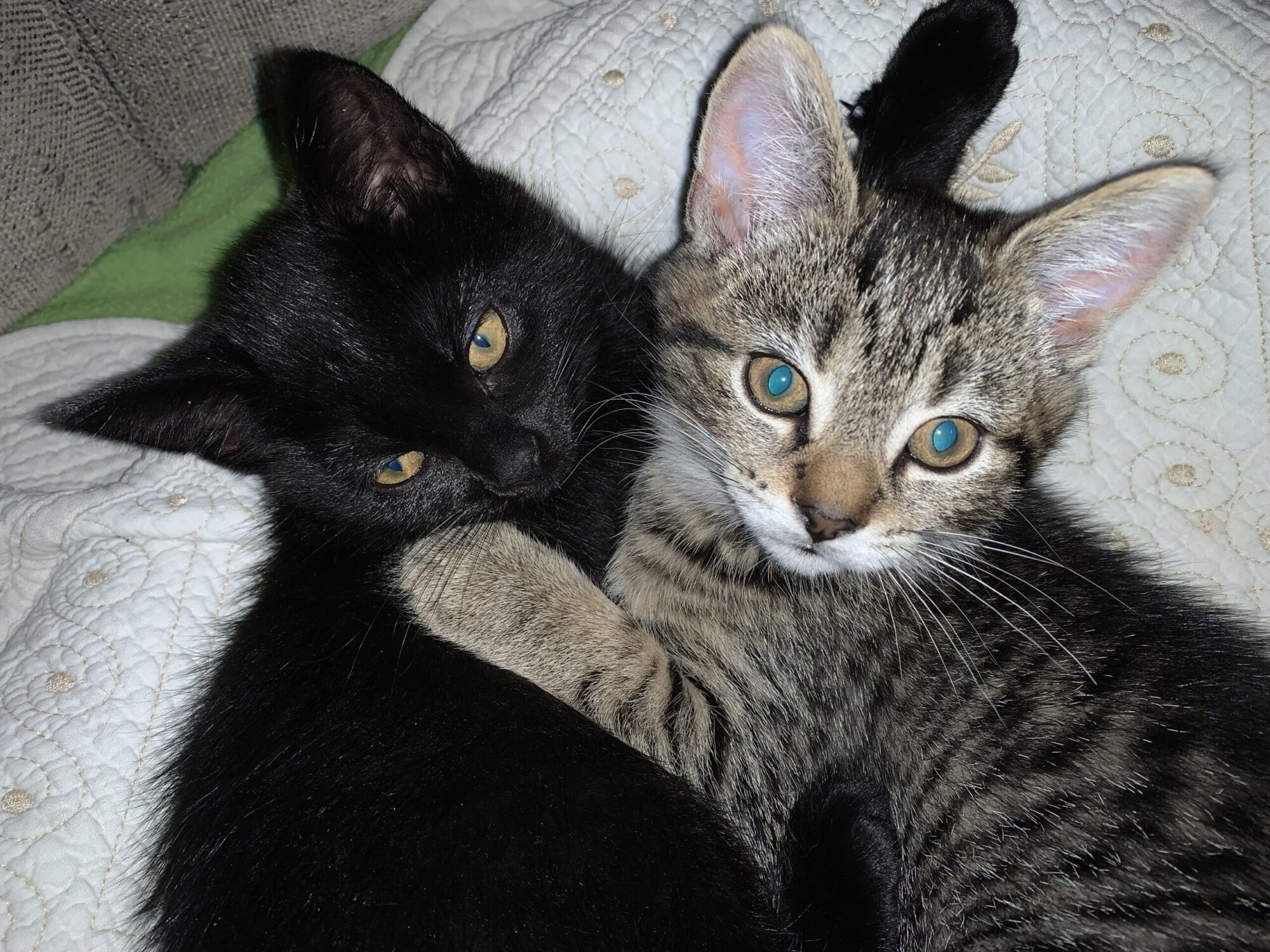 Chica Tira Misu Brule (15)