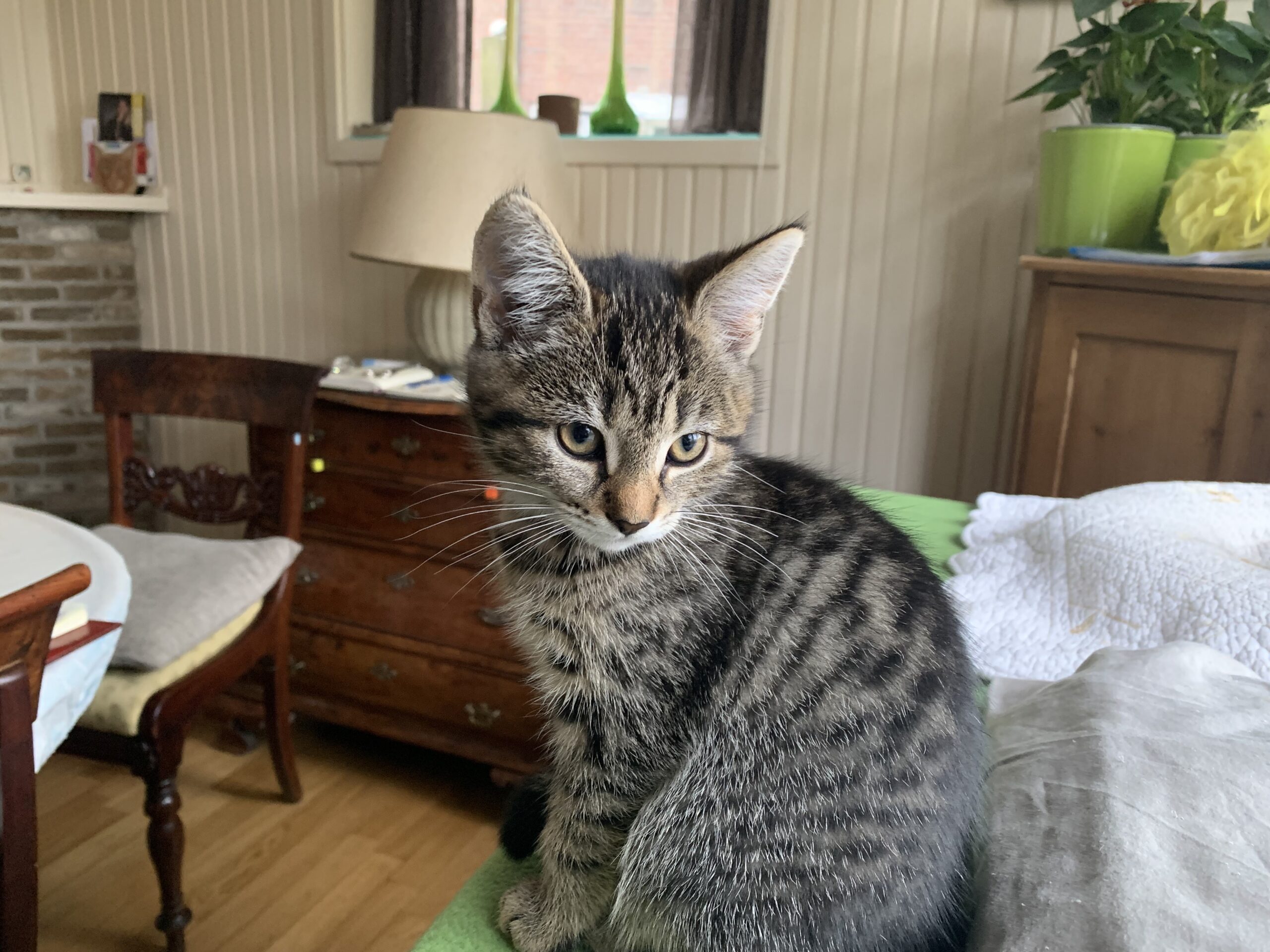 Chica Tira Misu Brule (16)