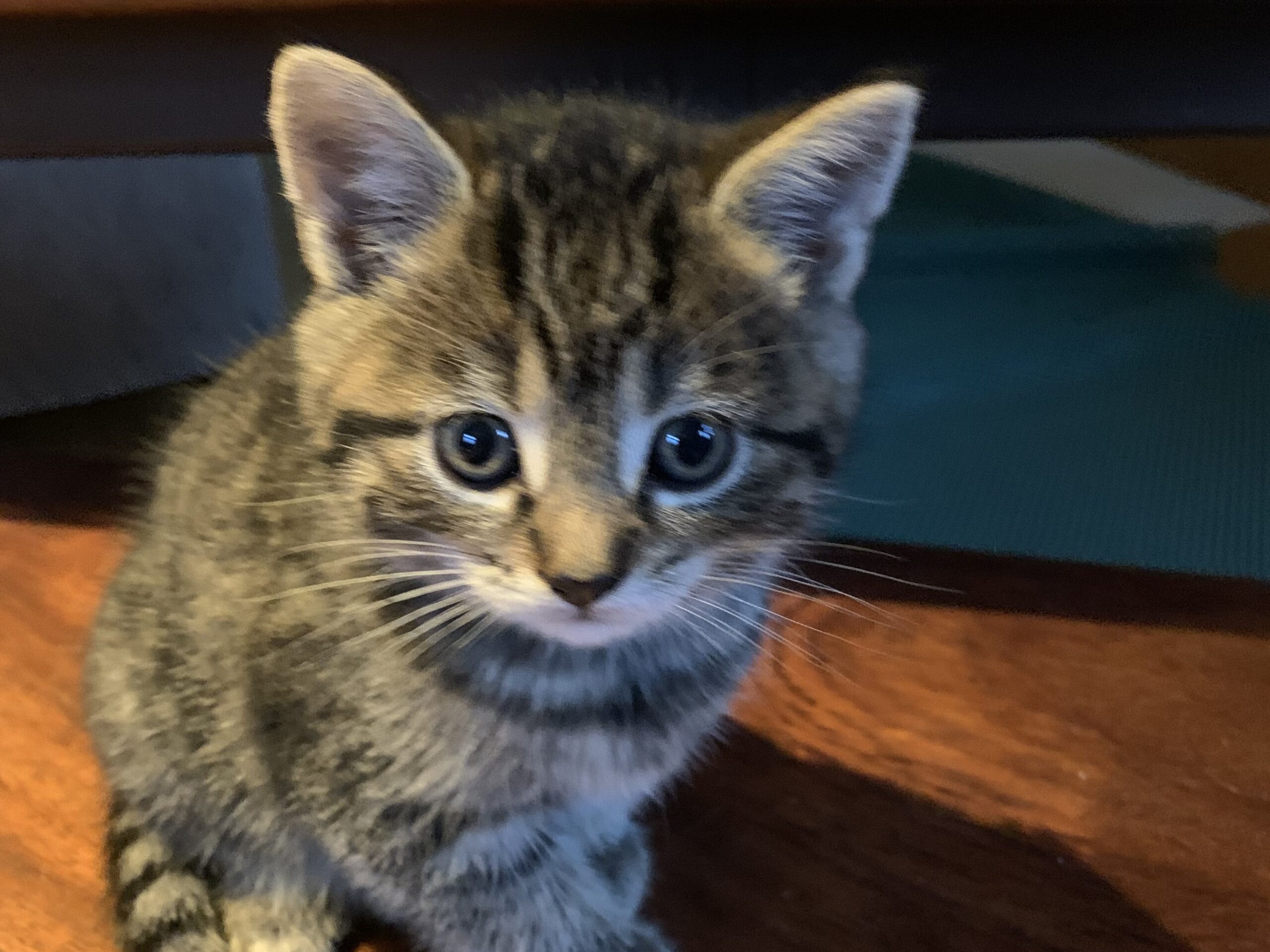 Chica Tira Misu Brule (4)