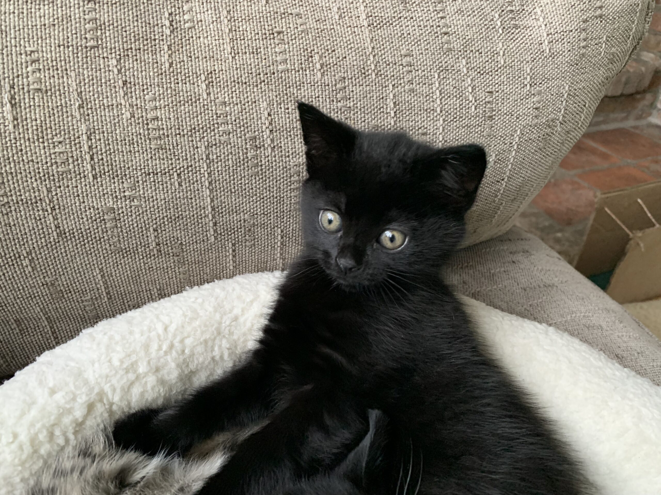 Chica Tira Misu Brule (5)