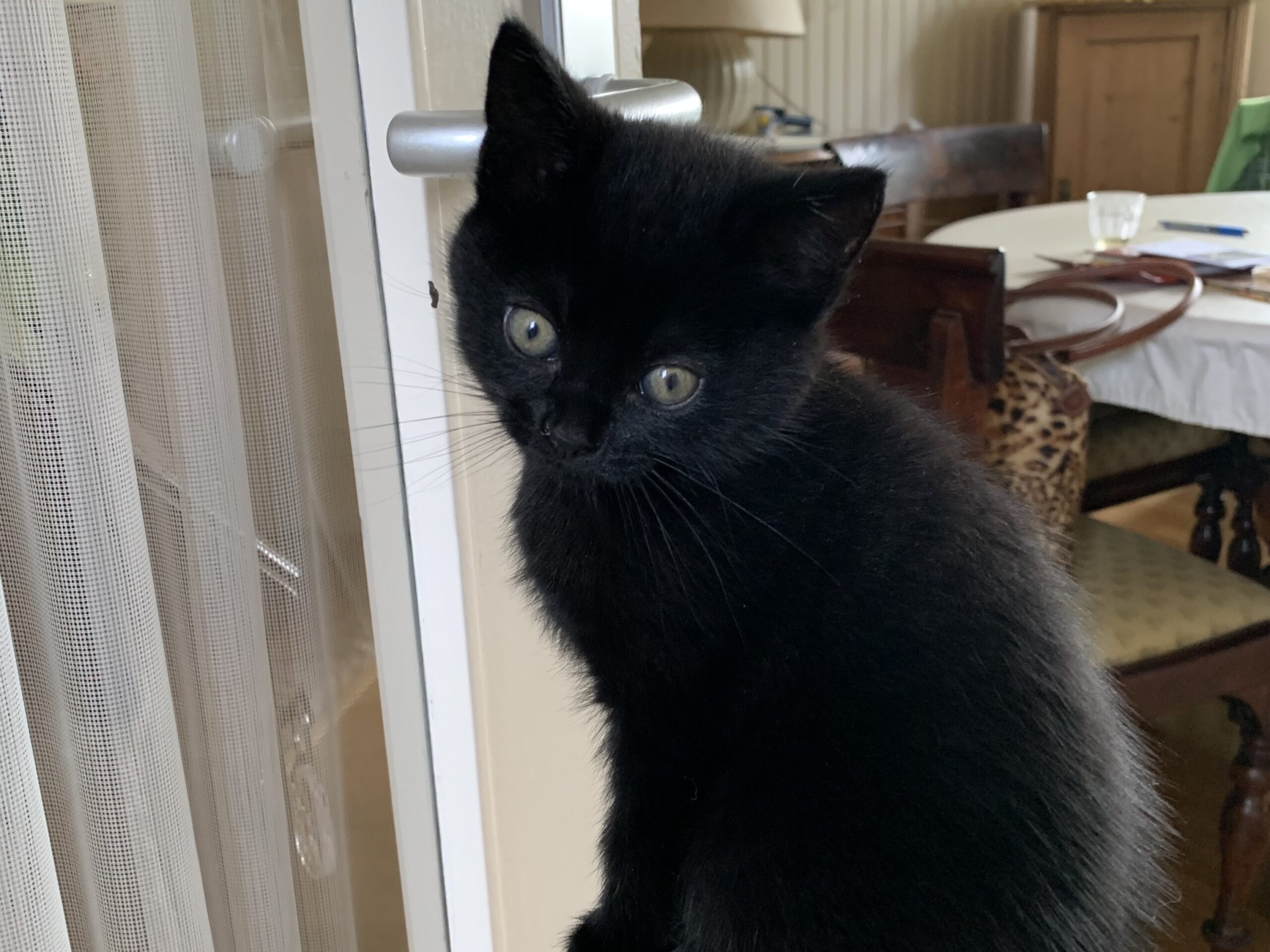 Chica Tira Misu Brule (6)