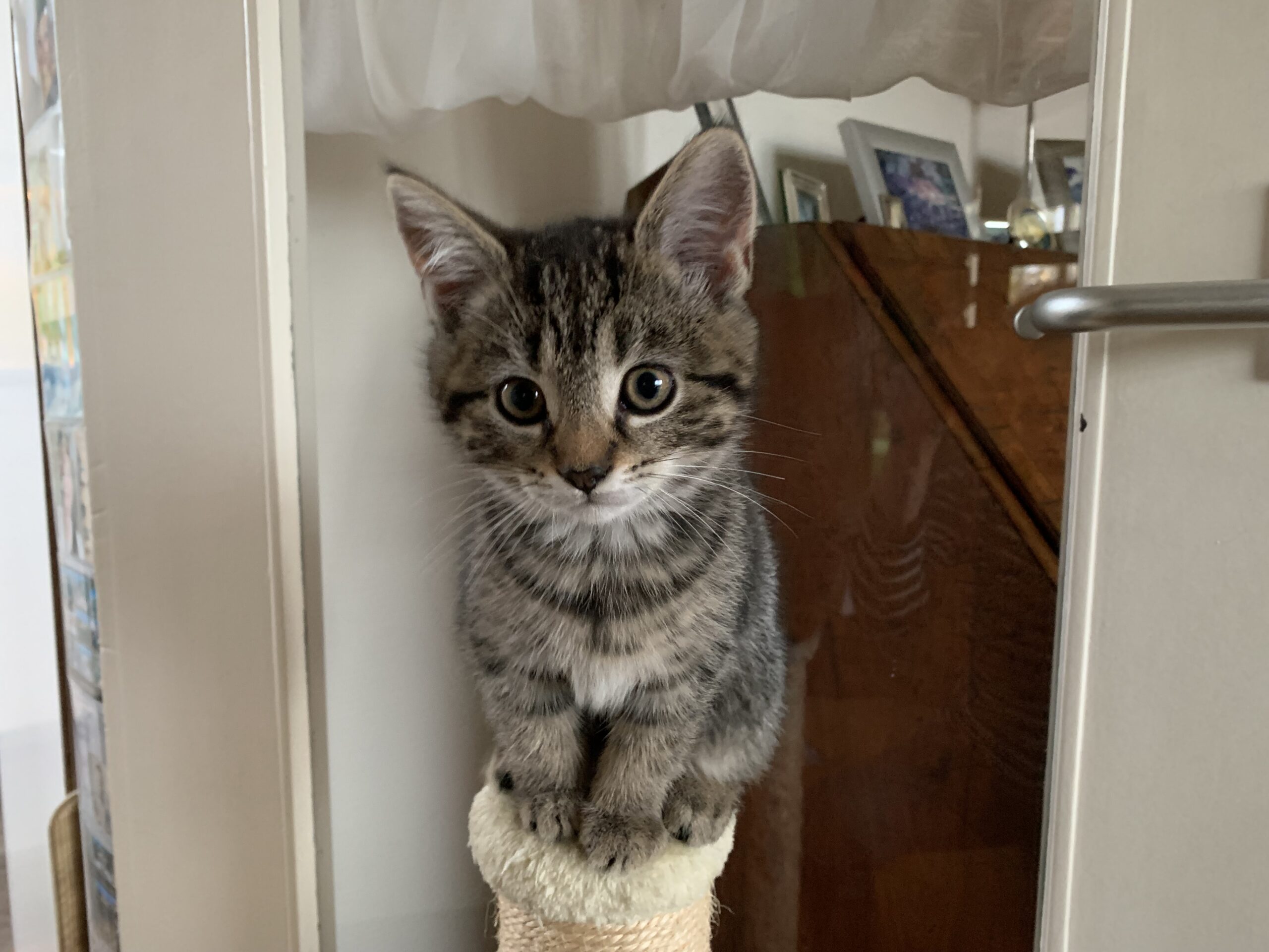 Chica Tira Misu Brule (7)