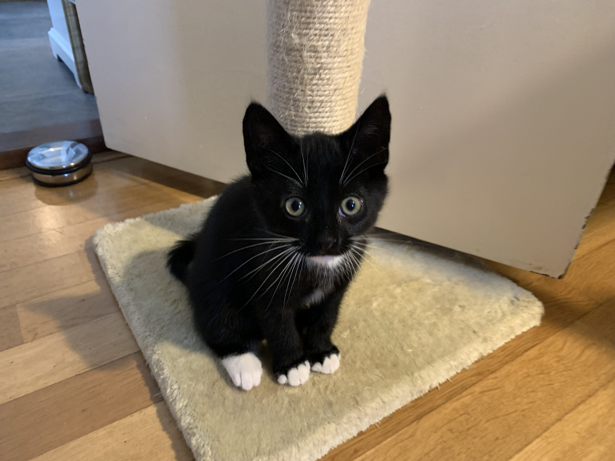 Chica Tira Misu Brule (9)