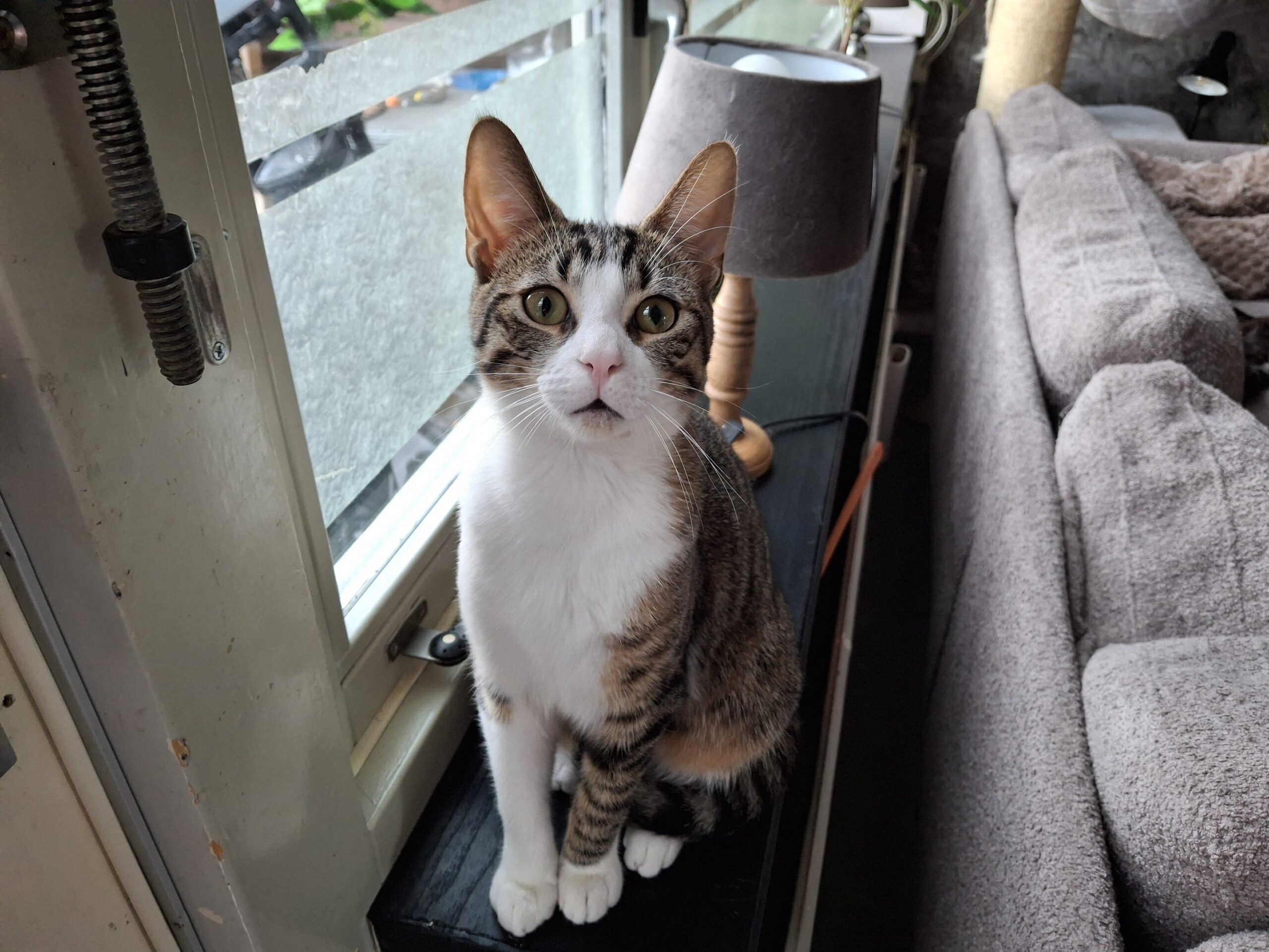 Moos Catootje Star Spunkie Milla Raven (1)