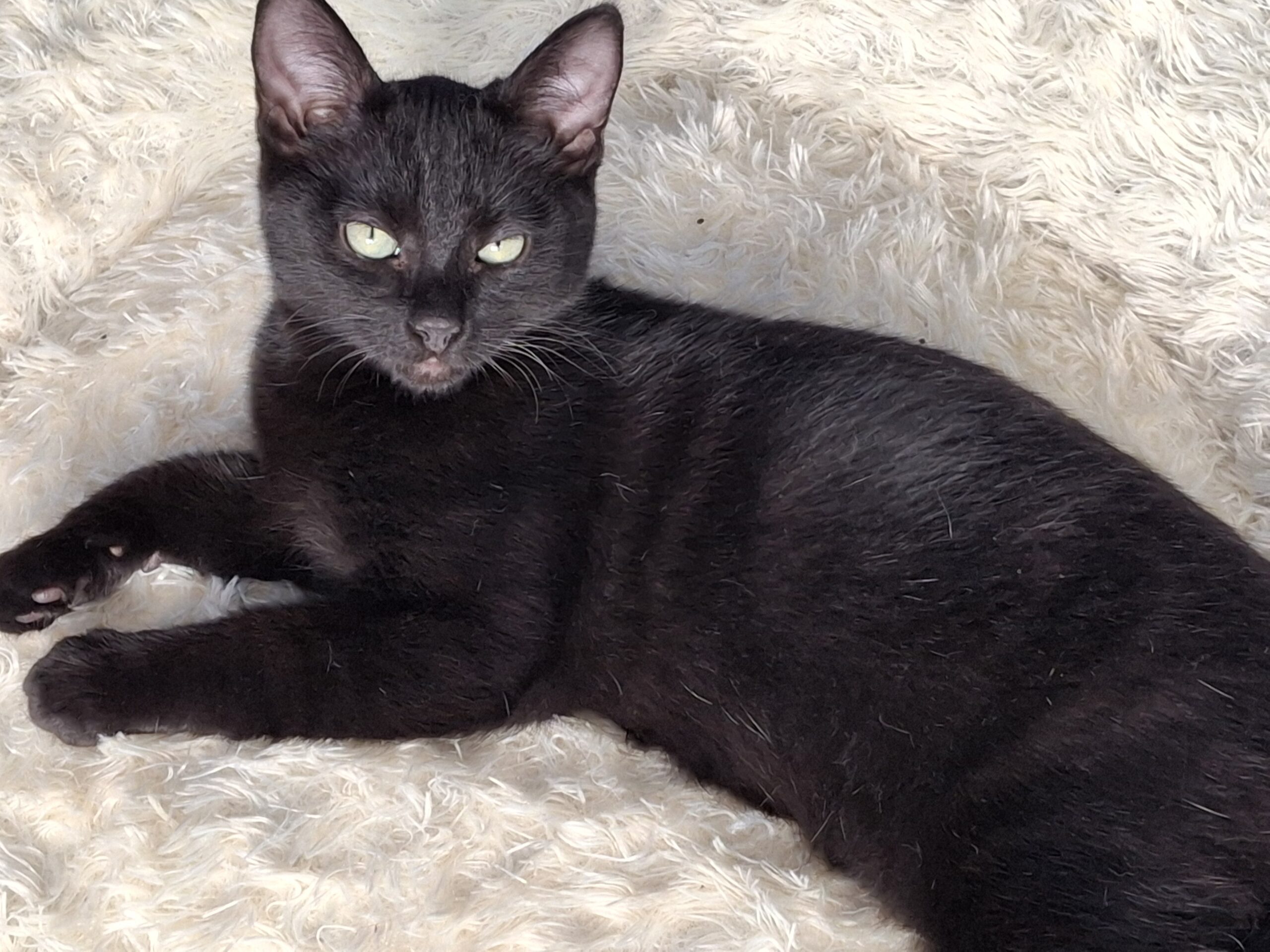 Moos Catootje Star Spunkie Milla Raven (10)