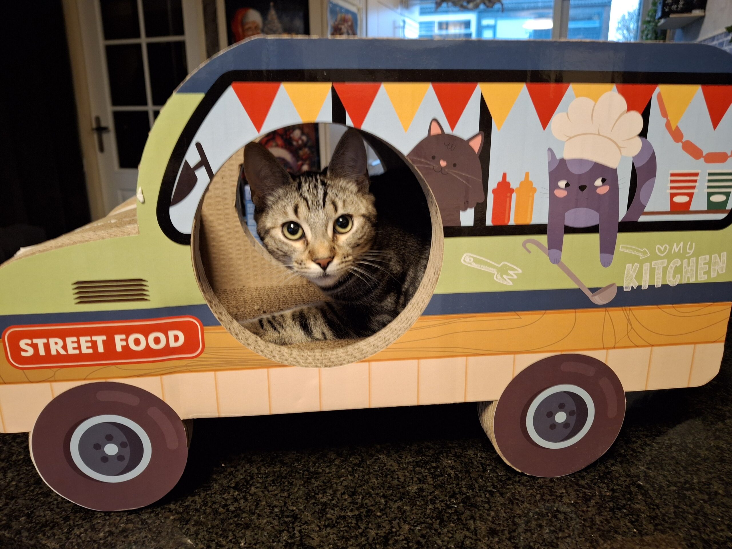 Moos Catootje Star Spunkie Milla Raven (11)