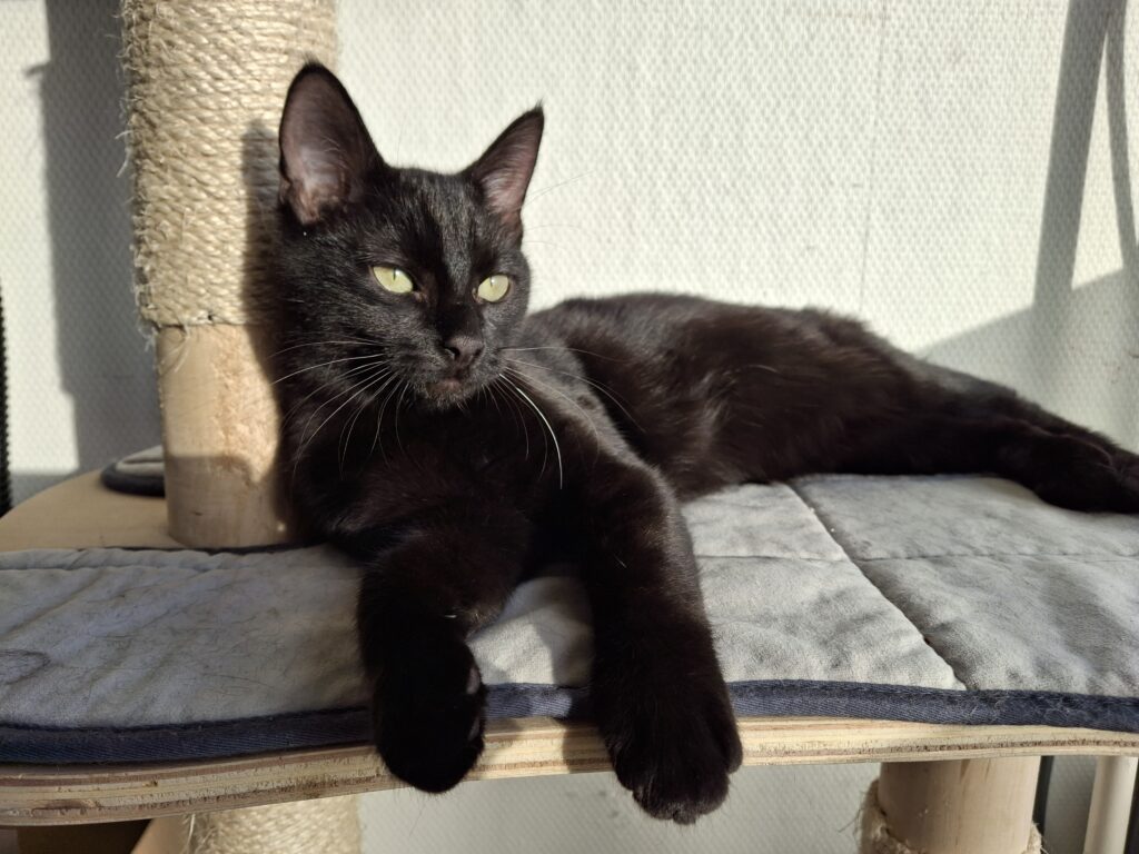 Moos, Catootje, Star, Spunkie, Milla en Raven