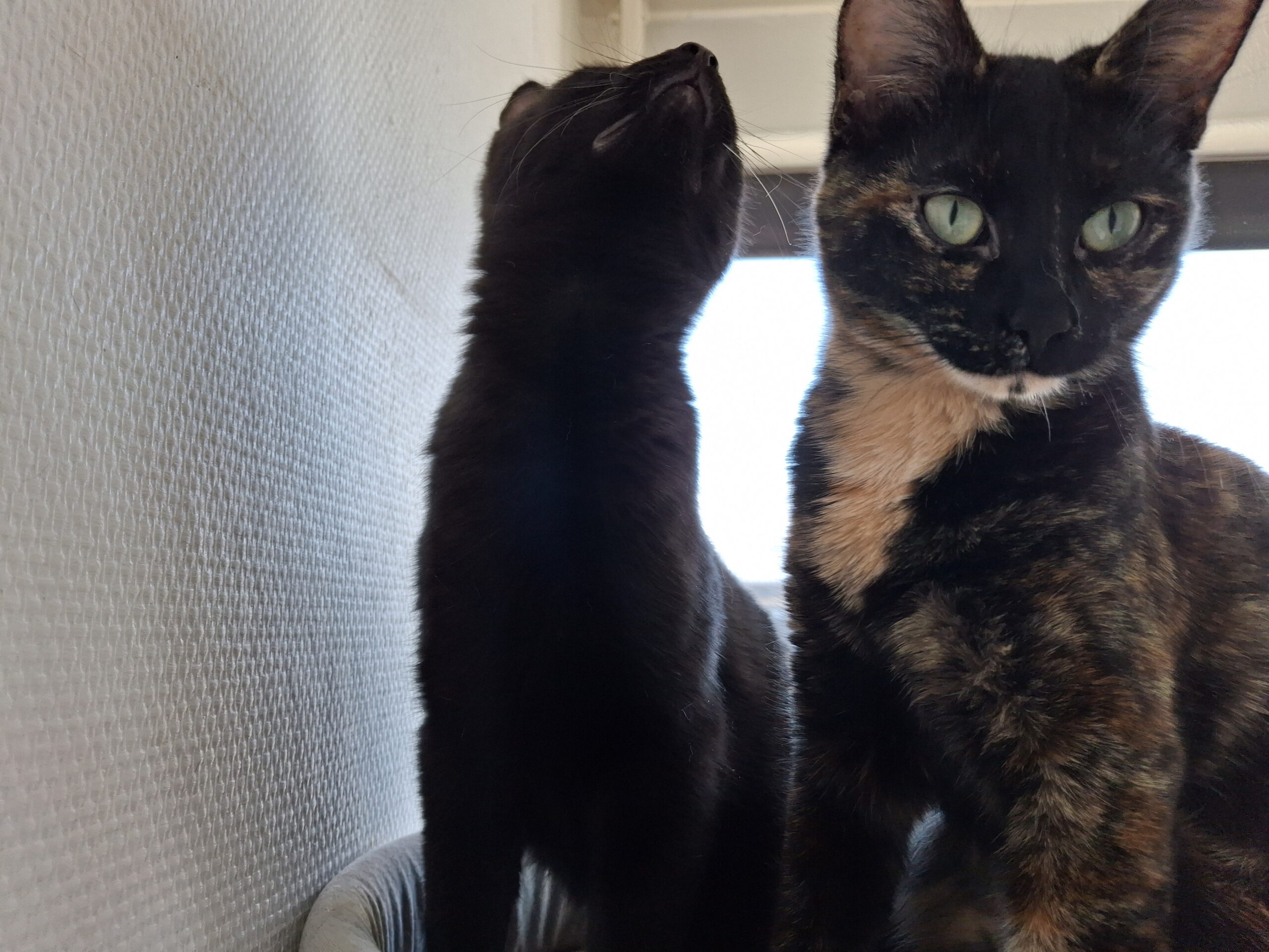 Moos Catootje Star Spunkie Milla Raven (13)