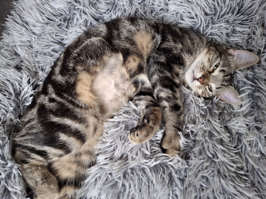 Catootje, Star en Spunkie