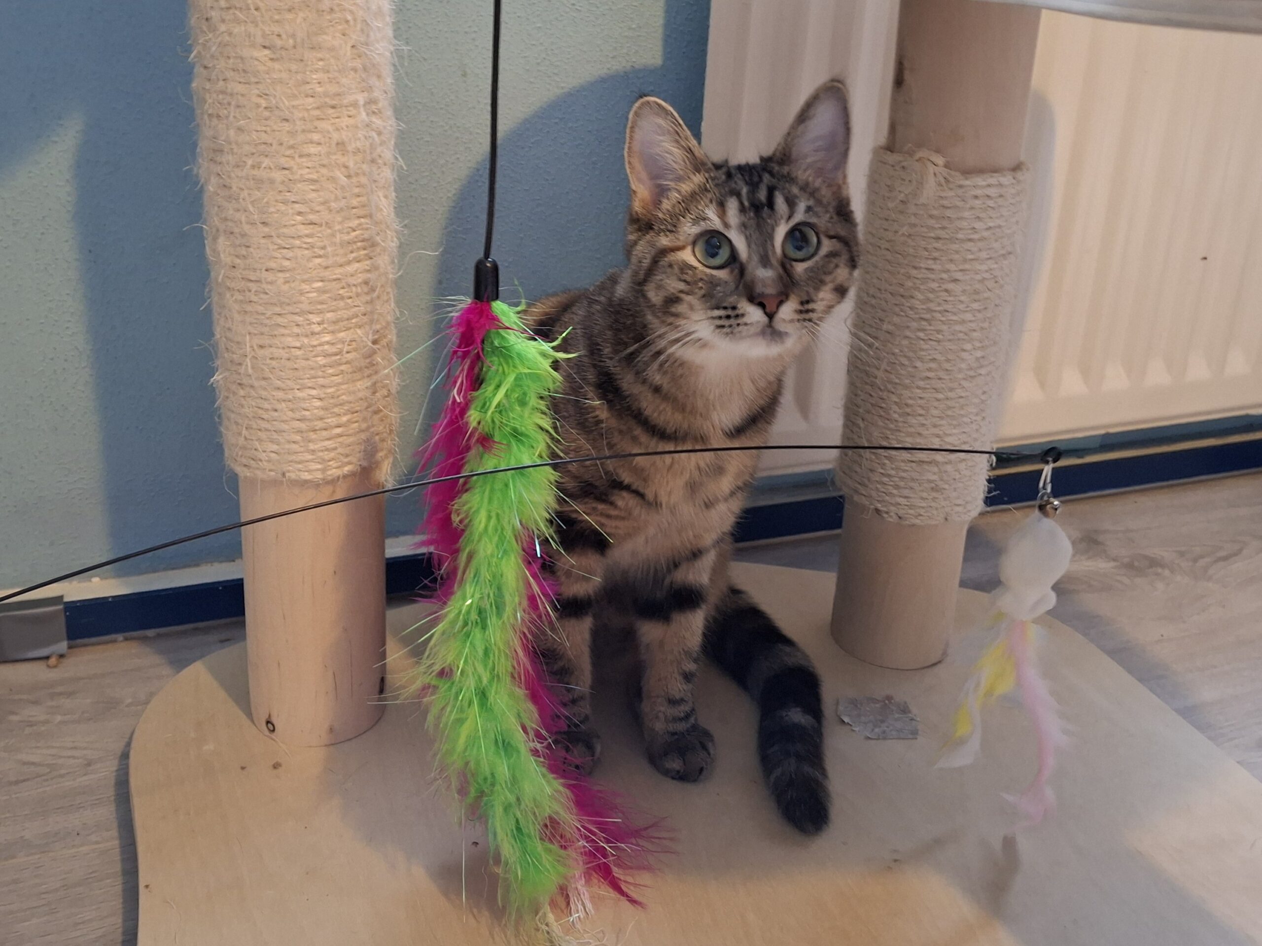 Moos Catootje Star Spunkie Milla Raven (15)