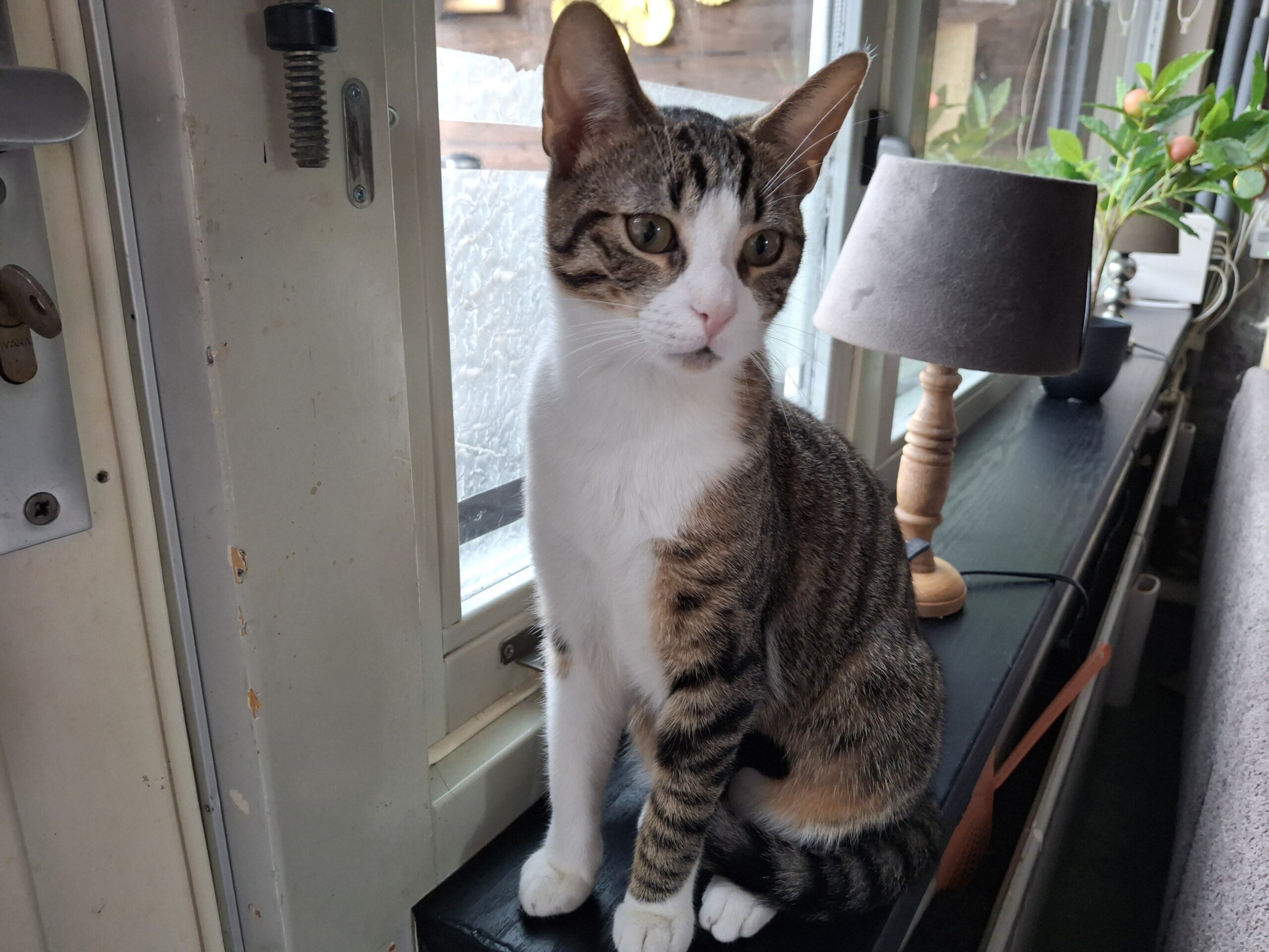 Moos Catootje Star Spunkie Milla Raven (7)