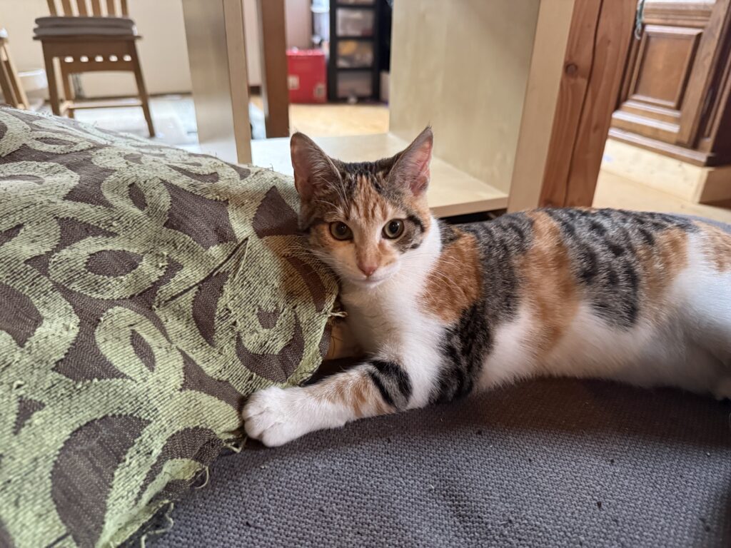 Soja, Snow, Jyn, Mistfall en Yoshi